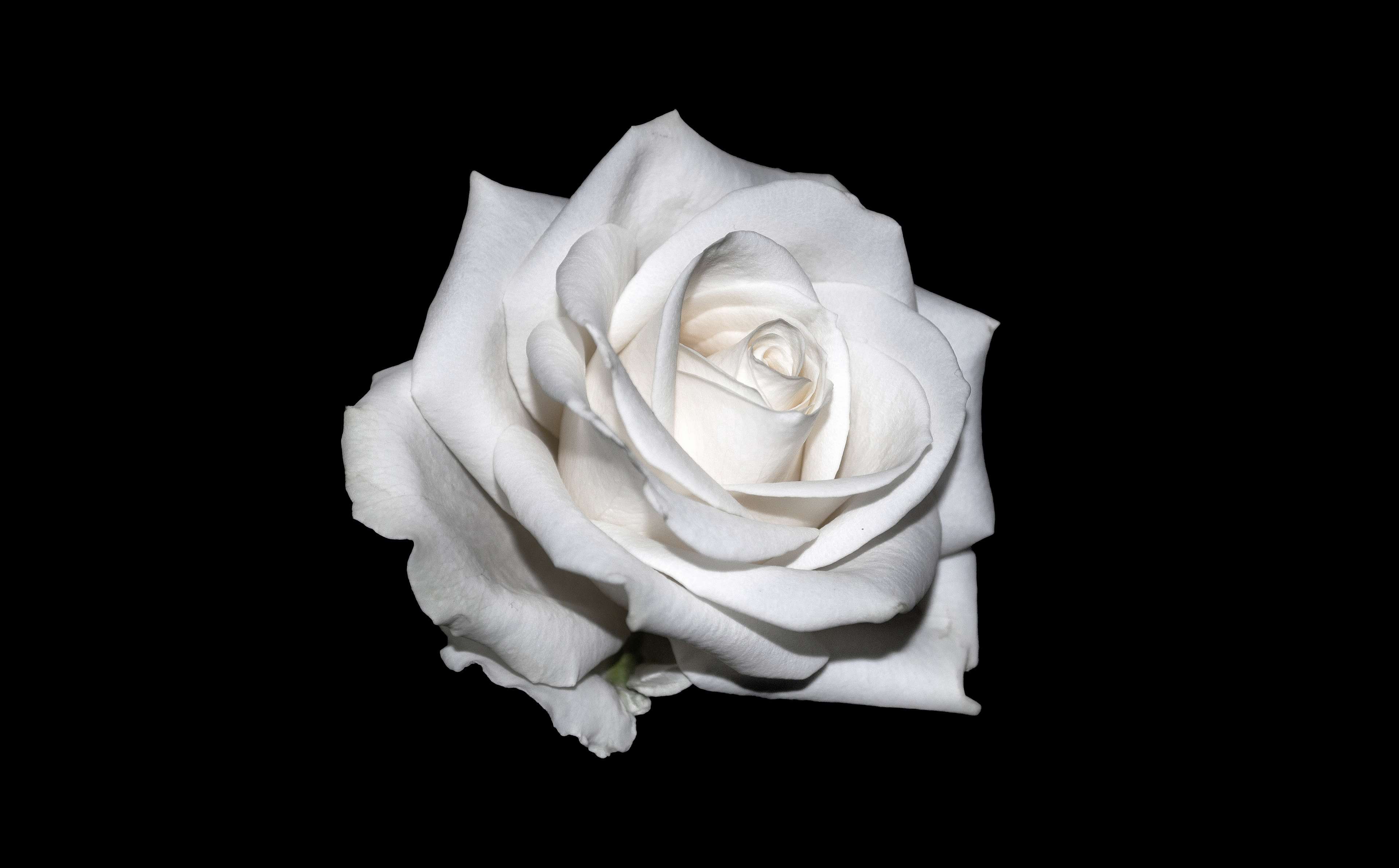 White rose HD wallpaper, Background