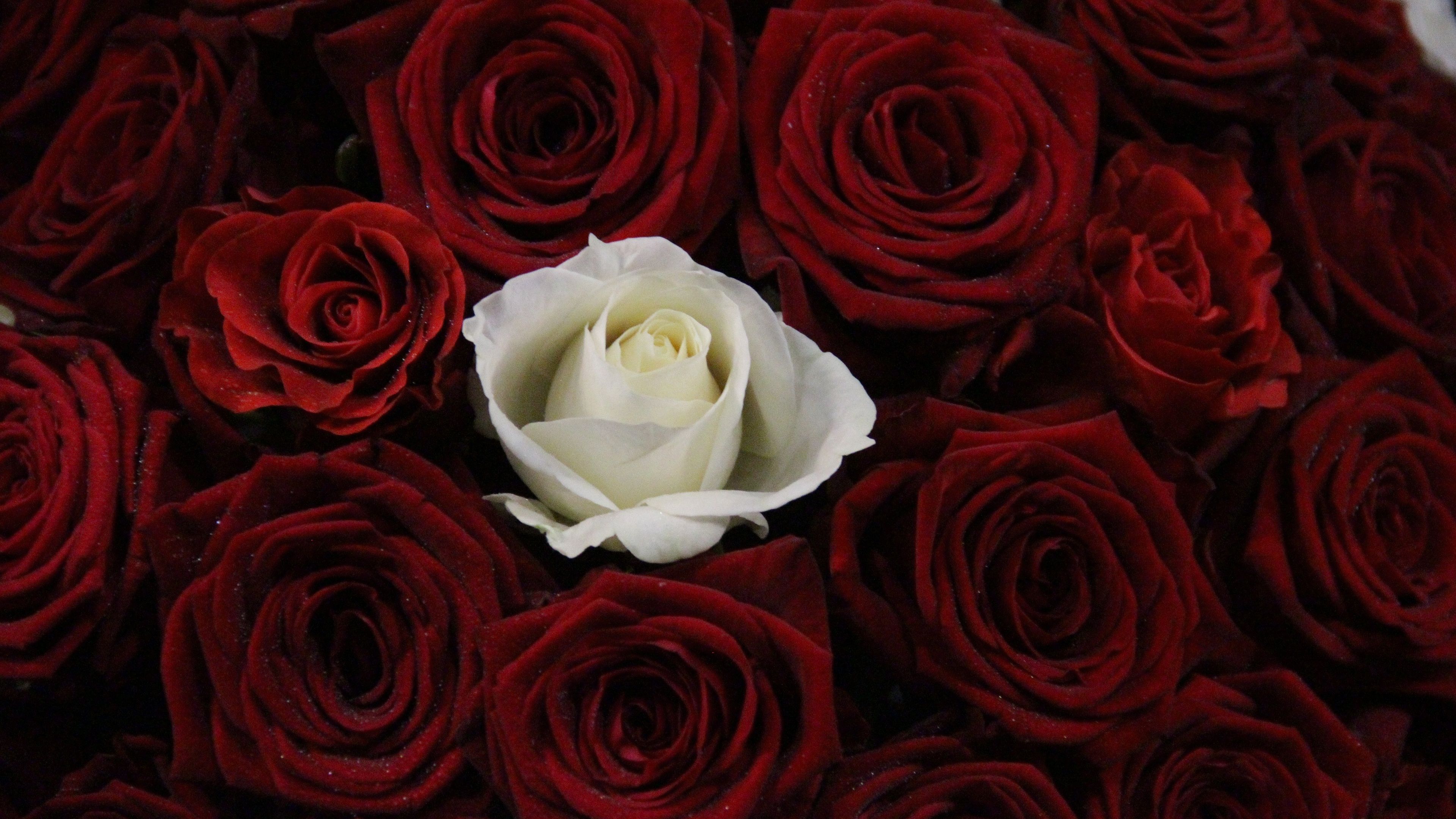 Wallpaper One white rose, many red rose 3840x2160 UHD 4K Picture, Image