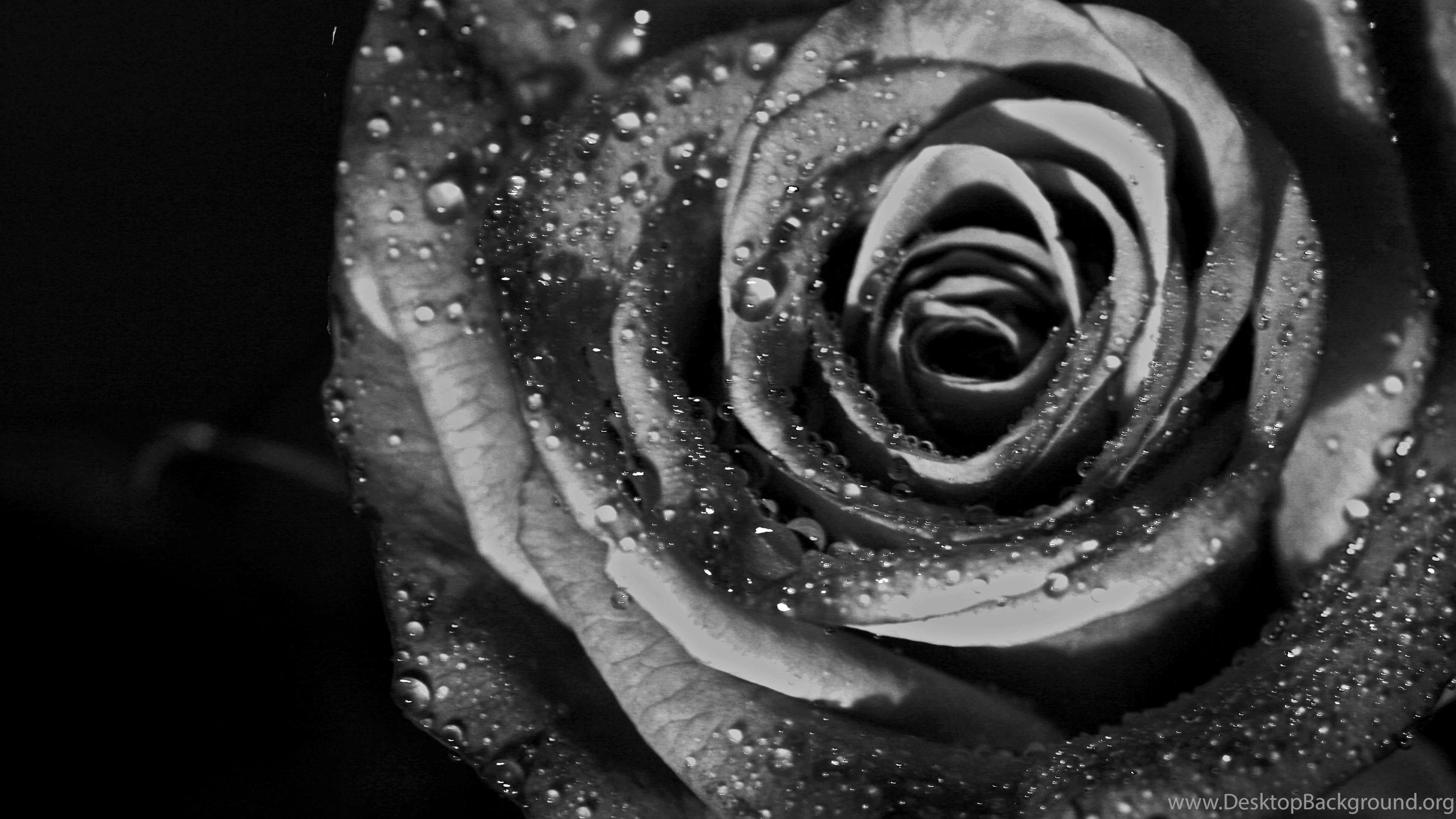 Black white rose HD wallpaper Desktop Background