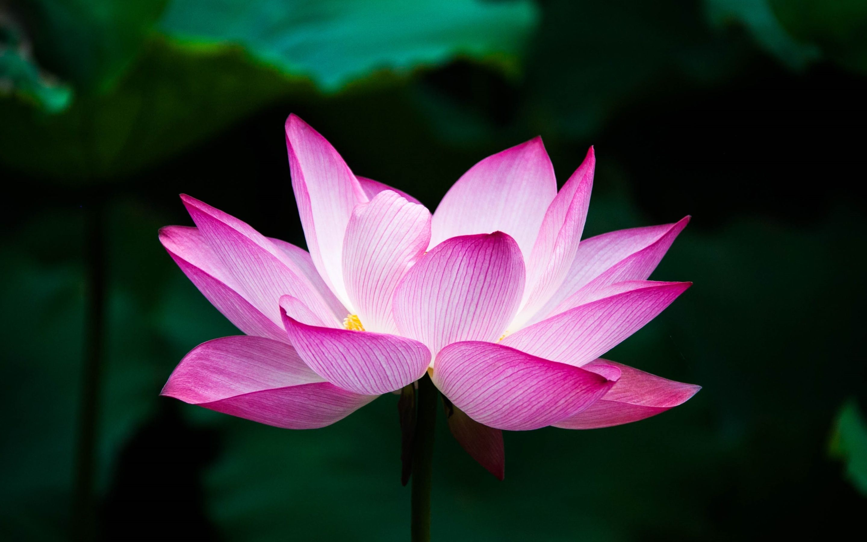Lotus Flower 4k Macbook Pro Retina HD 4k Wallpaper, Image, Background, Photo and Picture