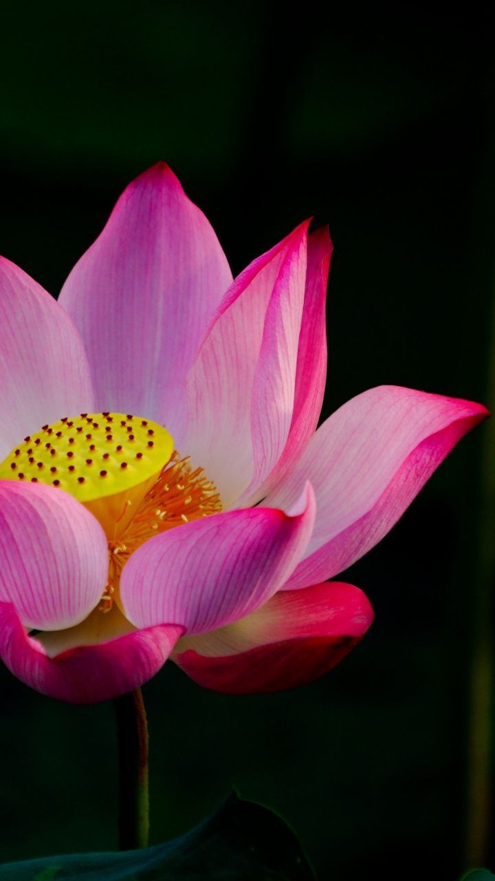 White Lotus Flower In A Deep Lake Background Wallpaper Image For Free  Download - Pngtree