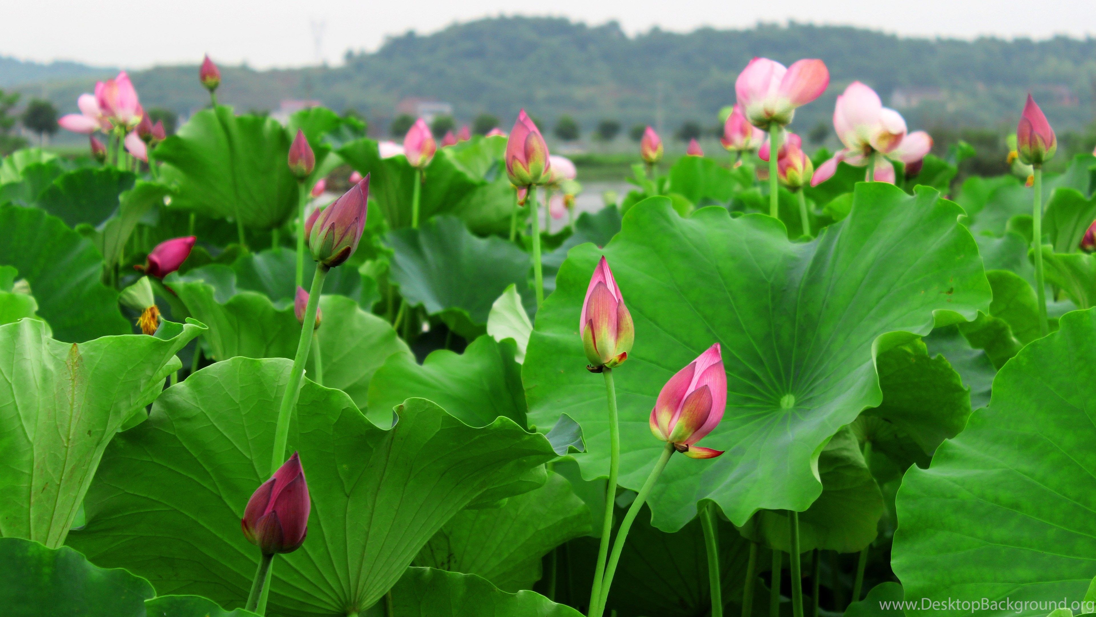Summer Lotus Flower Wallpaper Lotus Flower Picture & Image Desktop Background