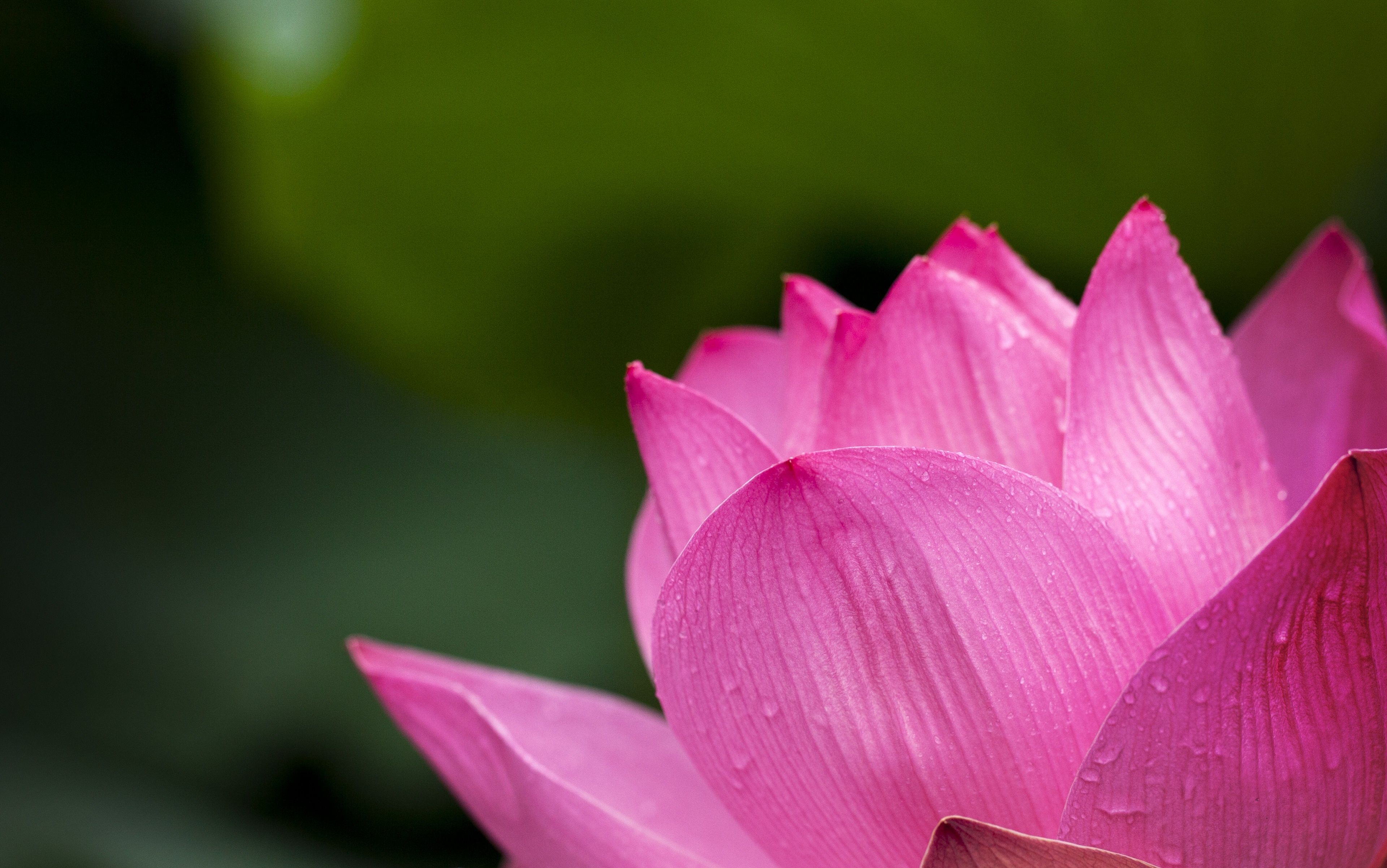 Pink Lotus Flower Wallpaper