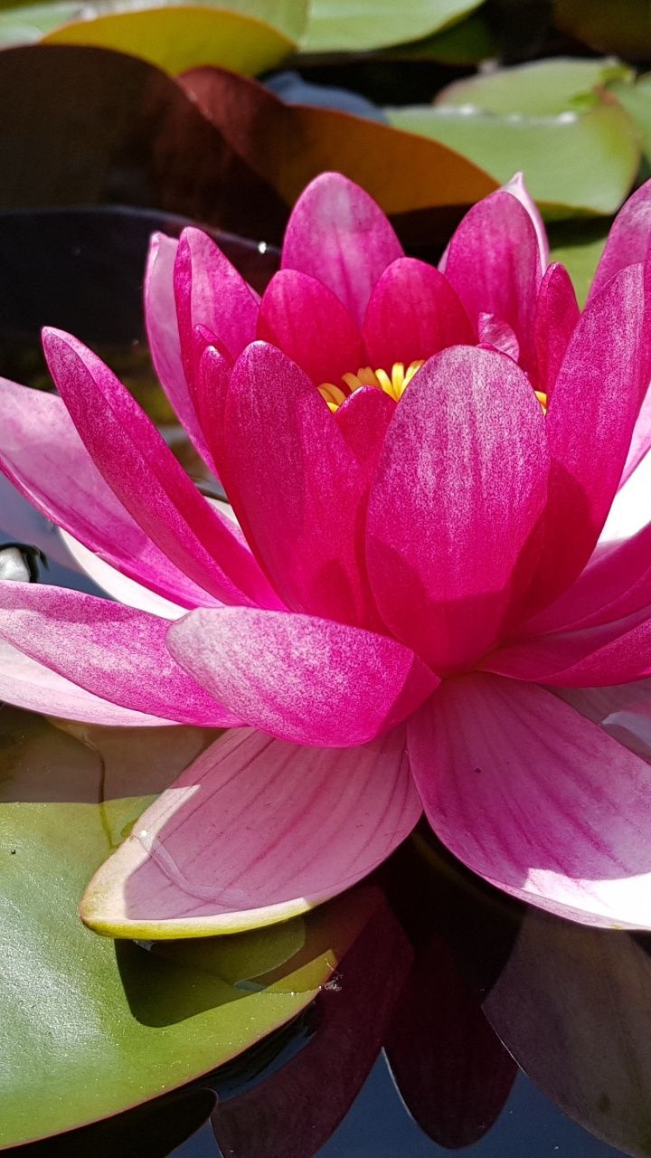 wallpaper Pink lotus, leaves, pond, bloom, flower. Android wallpaper, Pink flowers wallpaper, Lotus wallpaper