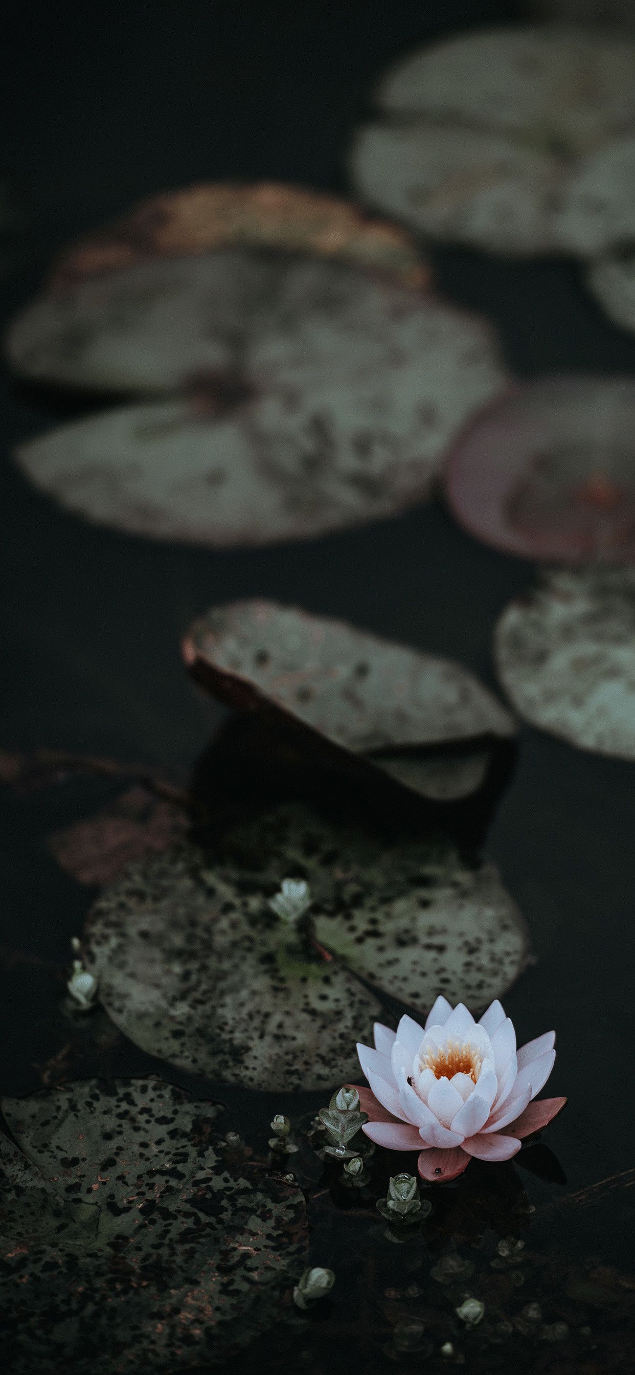 Blue Lotus Flower iPhone Wallpaper