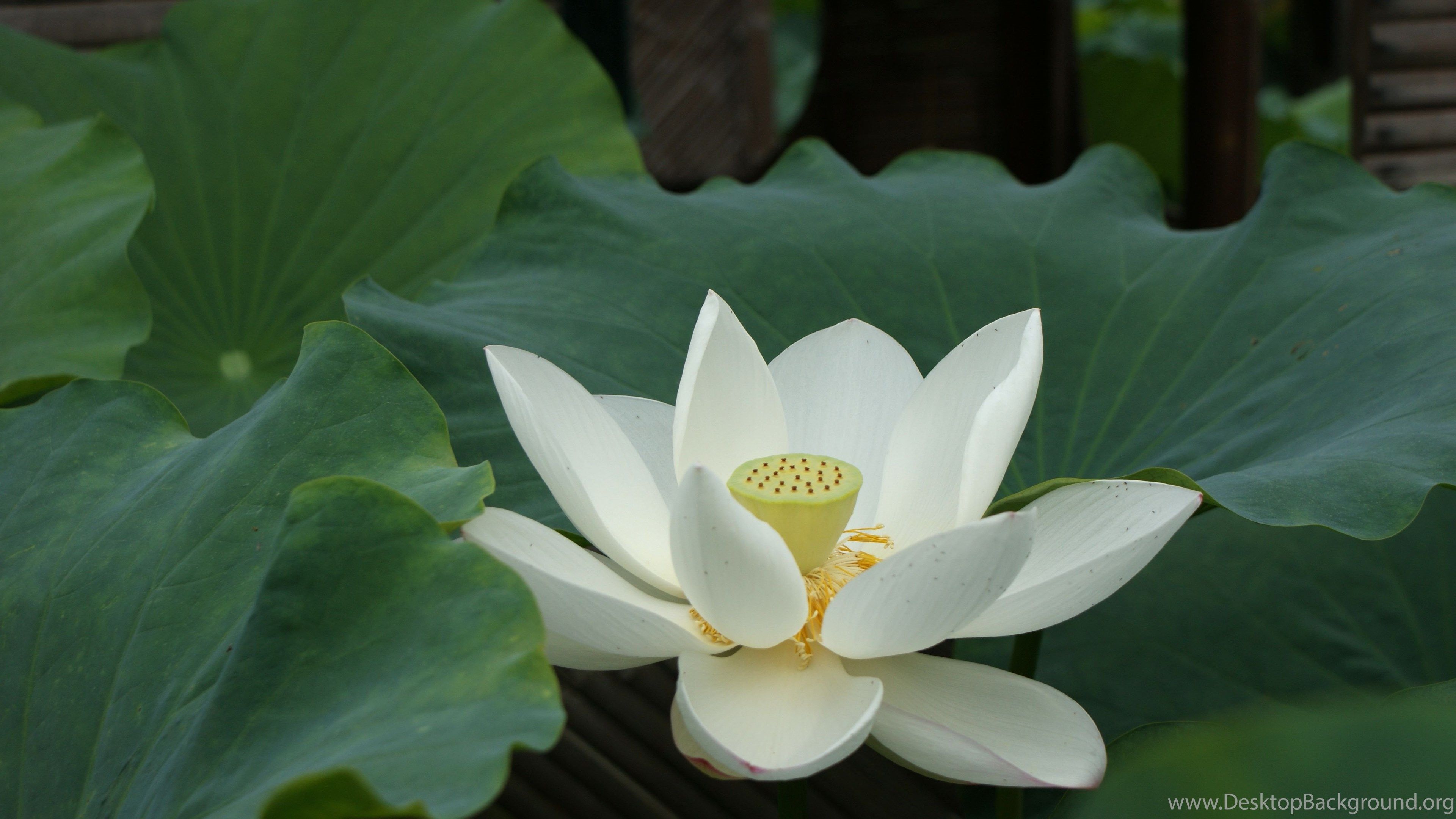 White Lotus Flower Wallpaper Lotus Flower Picture & Image Desktop Background