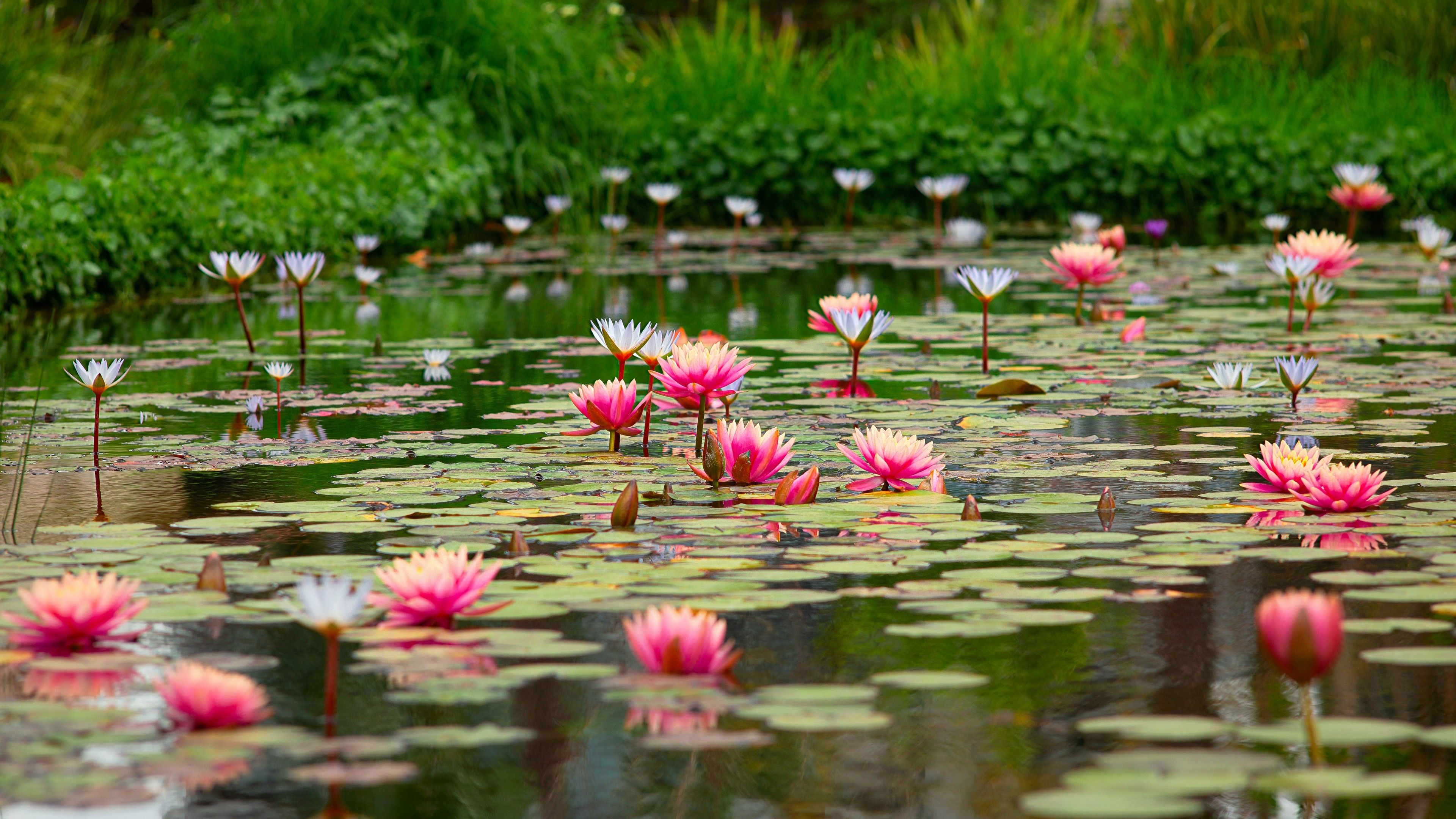 Pond With Beautiful Pink Lotus Flowers 4K 5K HD Flowers Wallpaper</a> Wallpaper