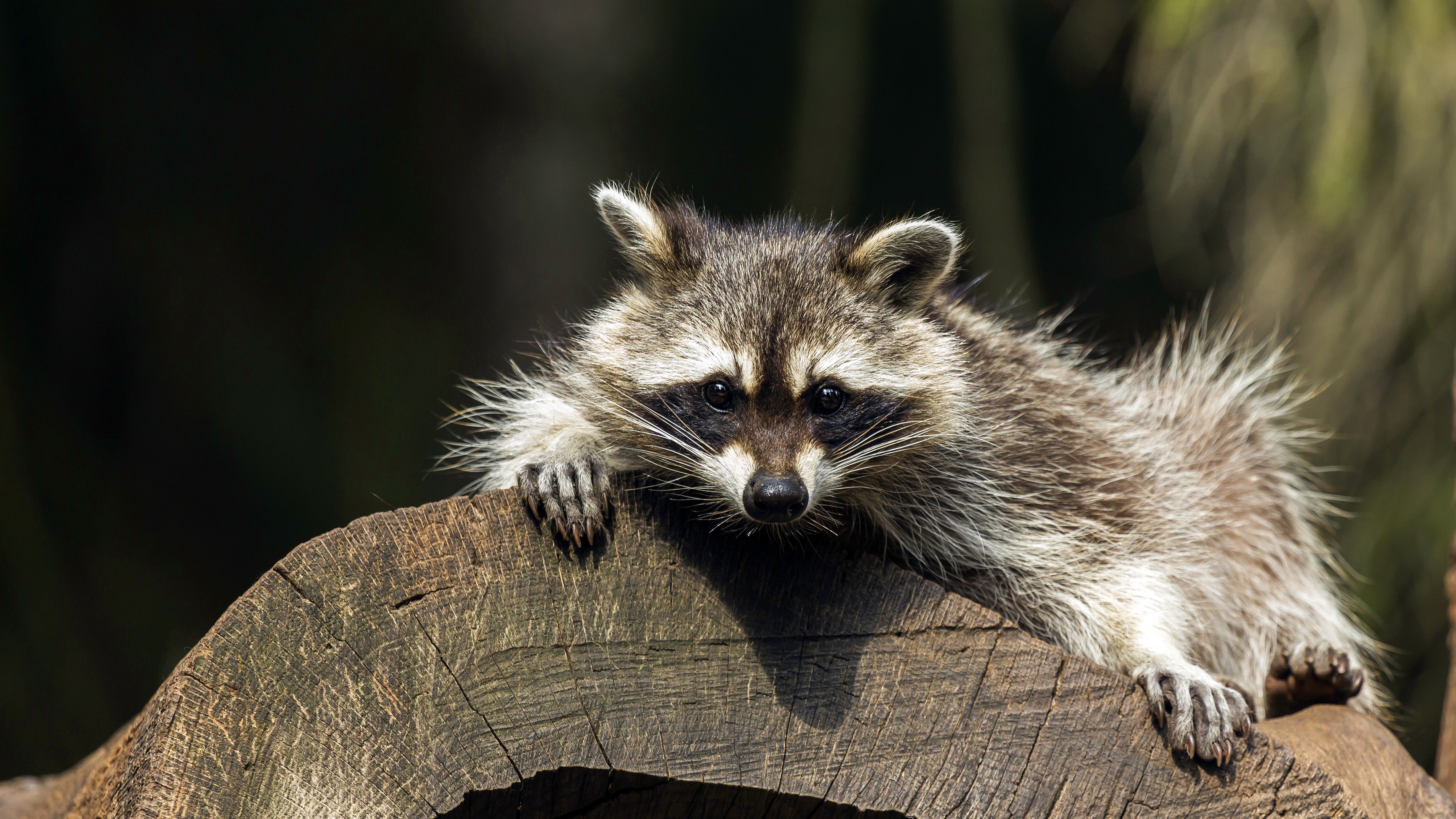 Raccoon With Black Eyes 4K 5K HD Animals Wallpaper