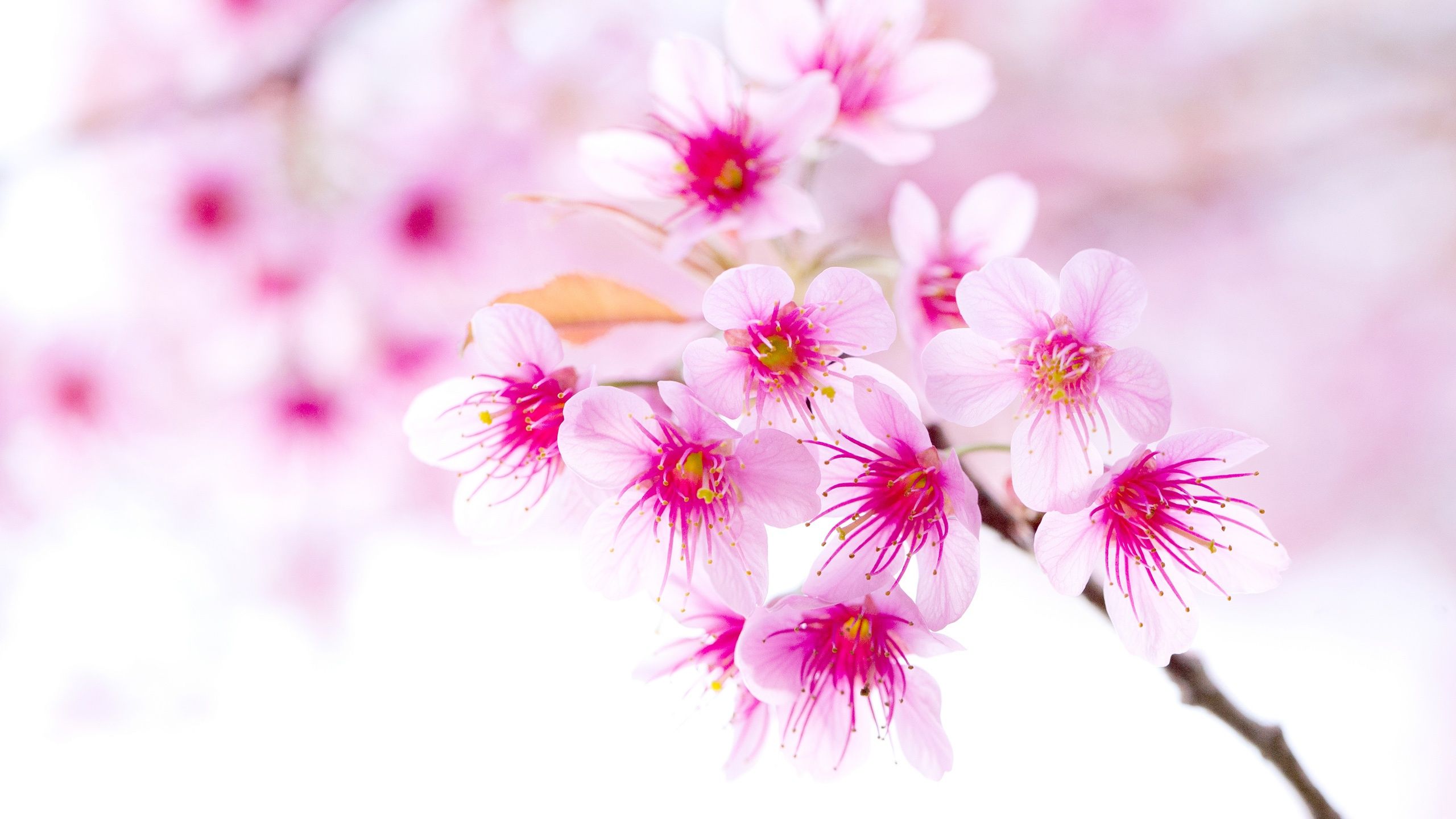 Wallpaper Spring Cherry Blossoms, Pink Flowers Close Up 2560x1600 HD Picture, Image