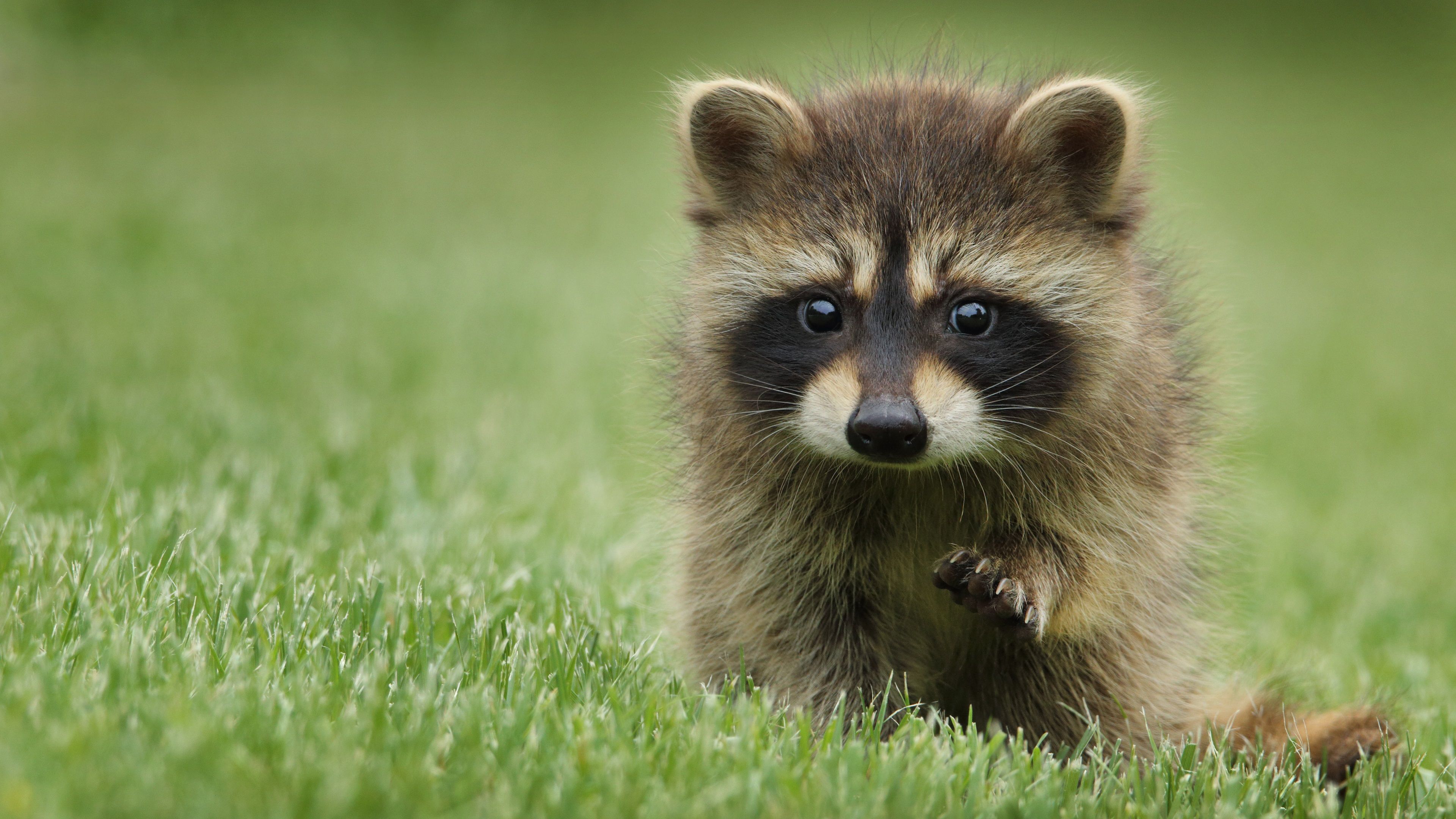 Wallpaper Raccoon in the grass, playful 3840x2160 UHD 4K Picture, Image