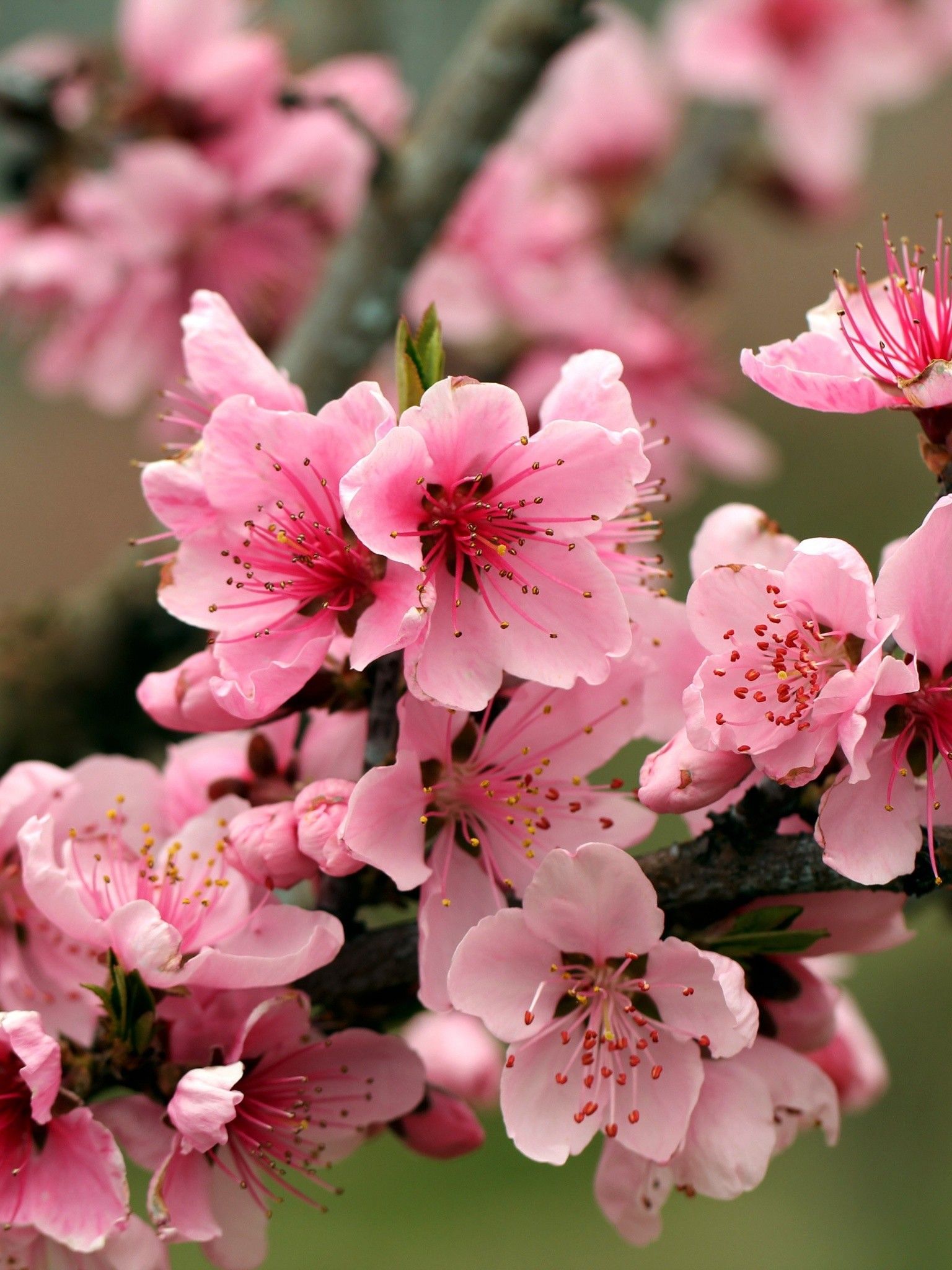 Apple Tree Bright Spring Pink Flower Wallpaper - [1536x2048]
