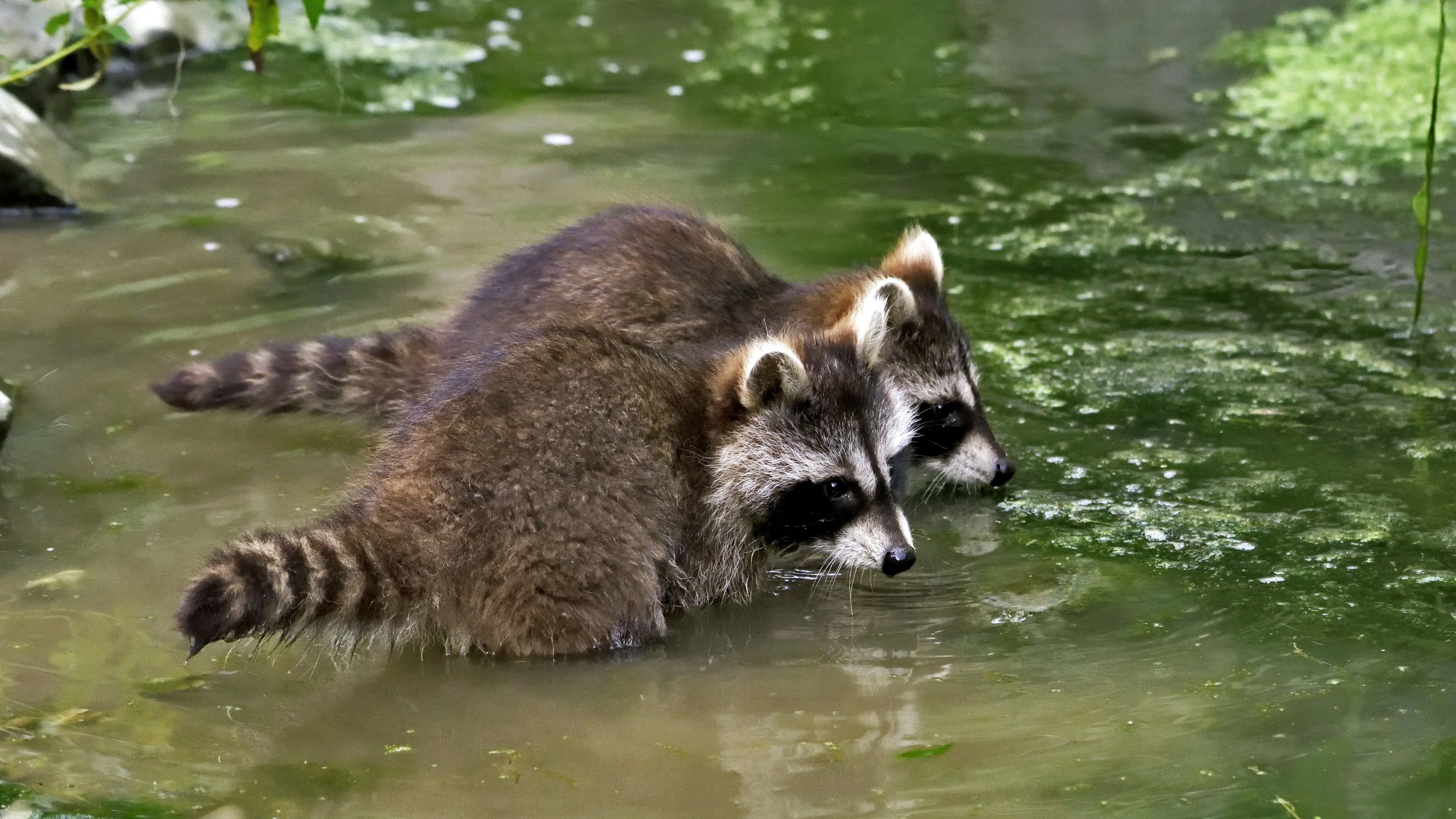 Wallpaper Two raccoons in pond 3840x2160 UHD 4K Picture, Image