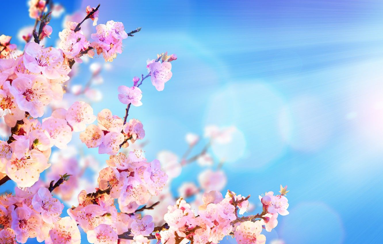 Wallpaper the sky, the sun, flowers, branches, spring, Sakura, flowering, sky, pink, blossom, flowers, sakura, spring image for desktop, section цветы
