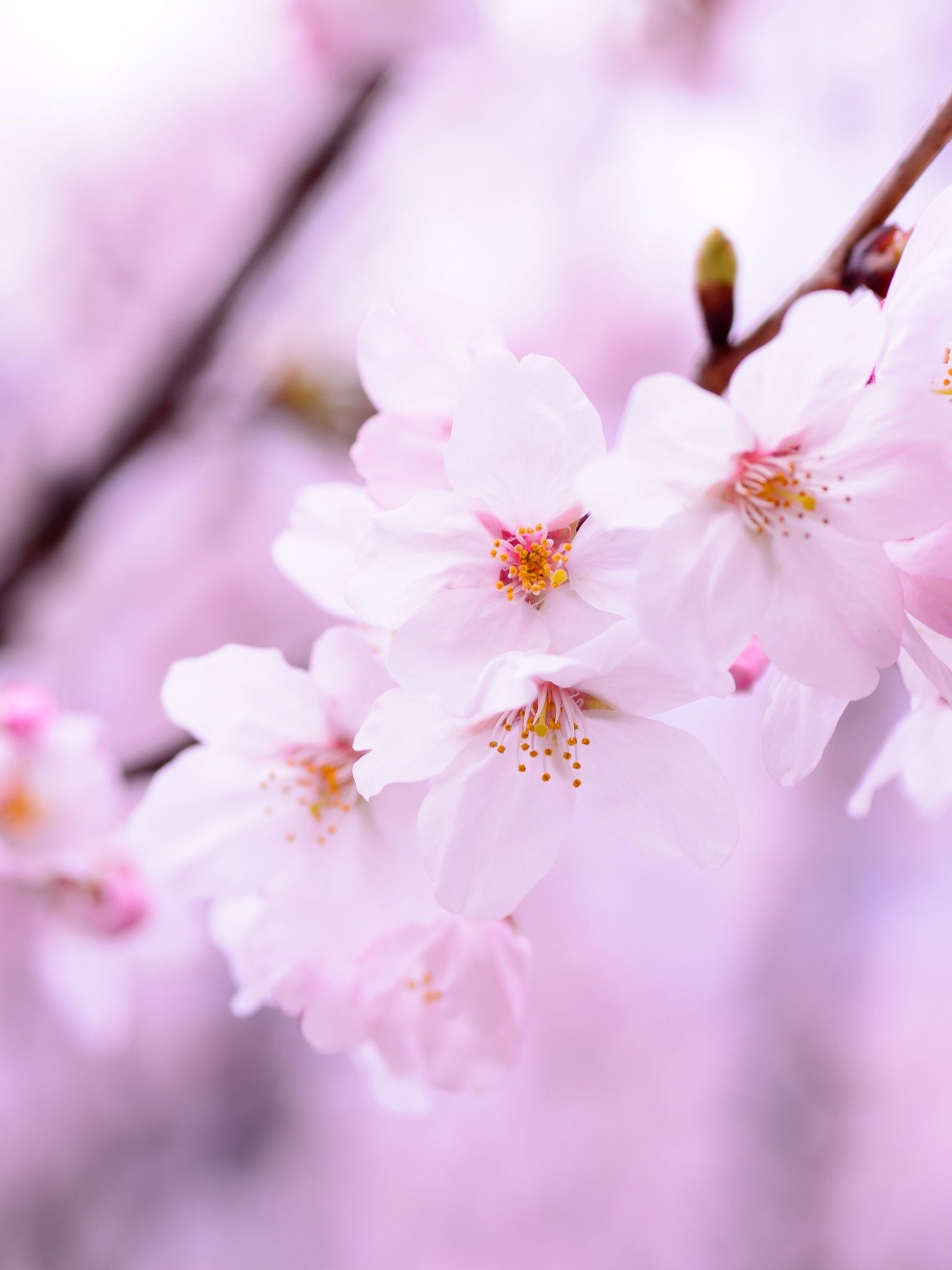 Pink Spring Flower Wallpapers - Wallpaper Cave
