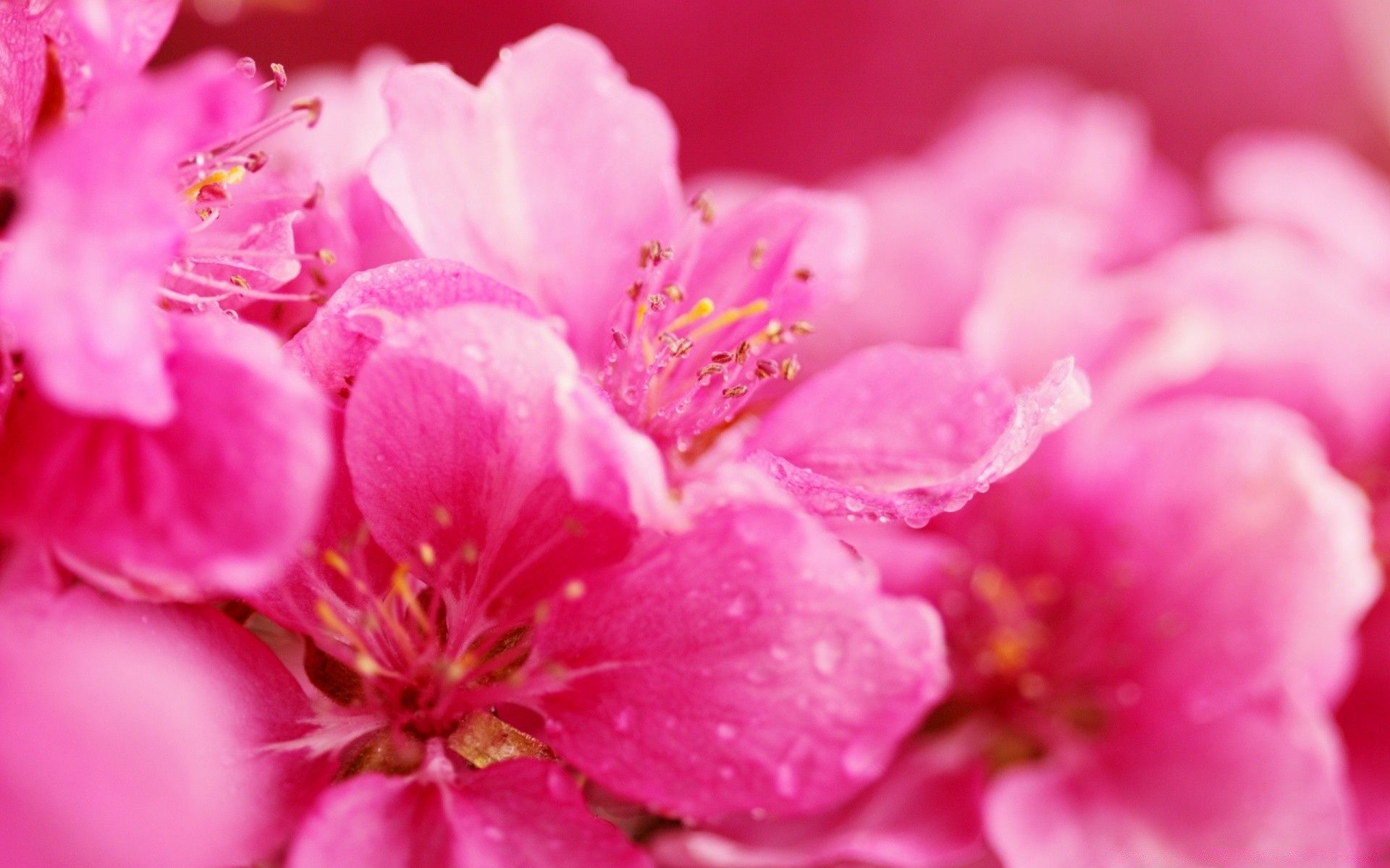 Pink Spring Flowers