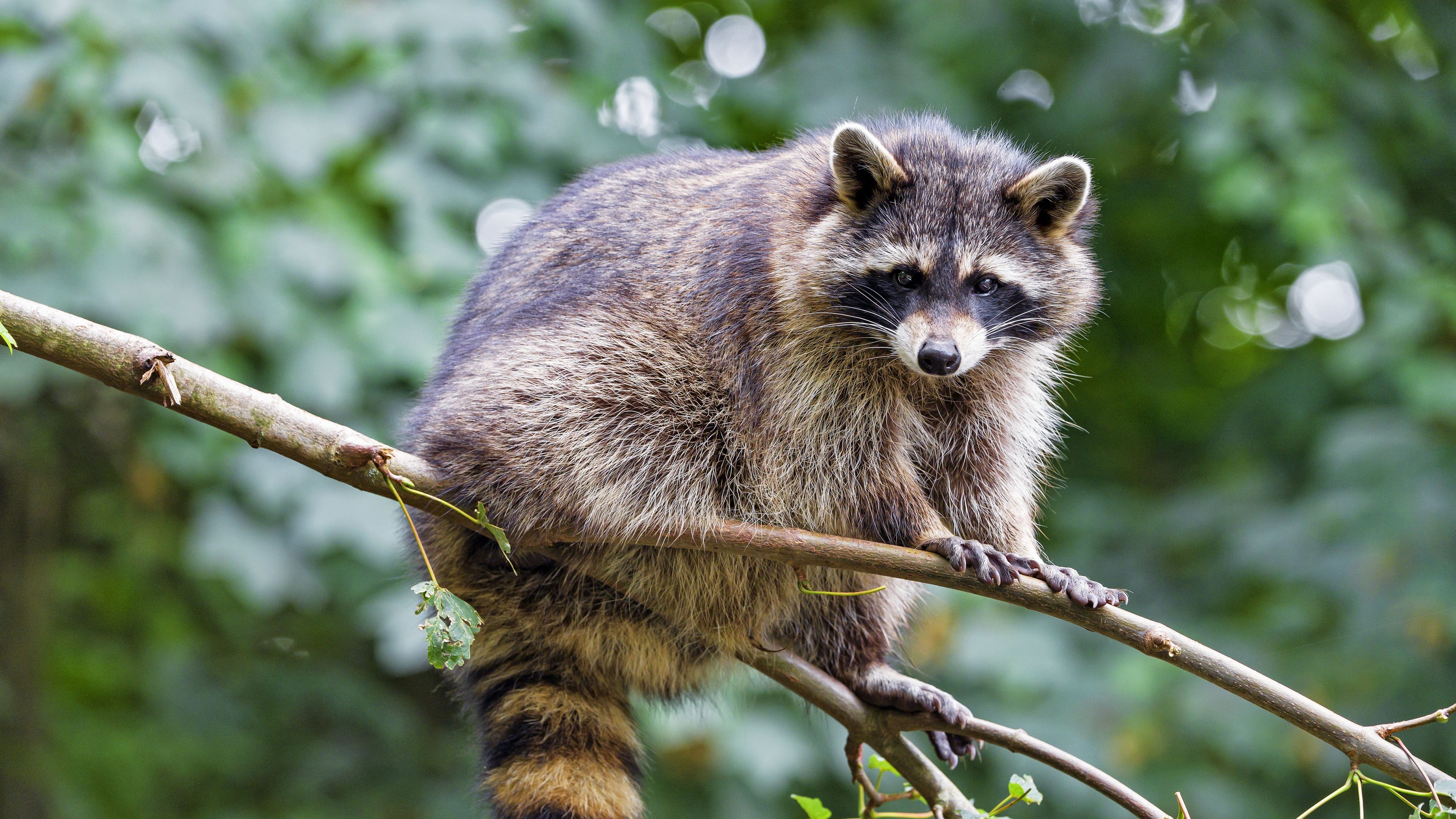 Download wallpaper 3840x2160 raccoon, animal, cute, funny, branch 4k uhd 16:9 HD background