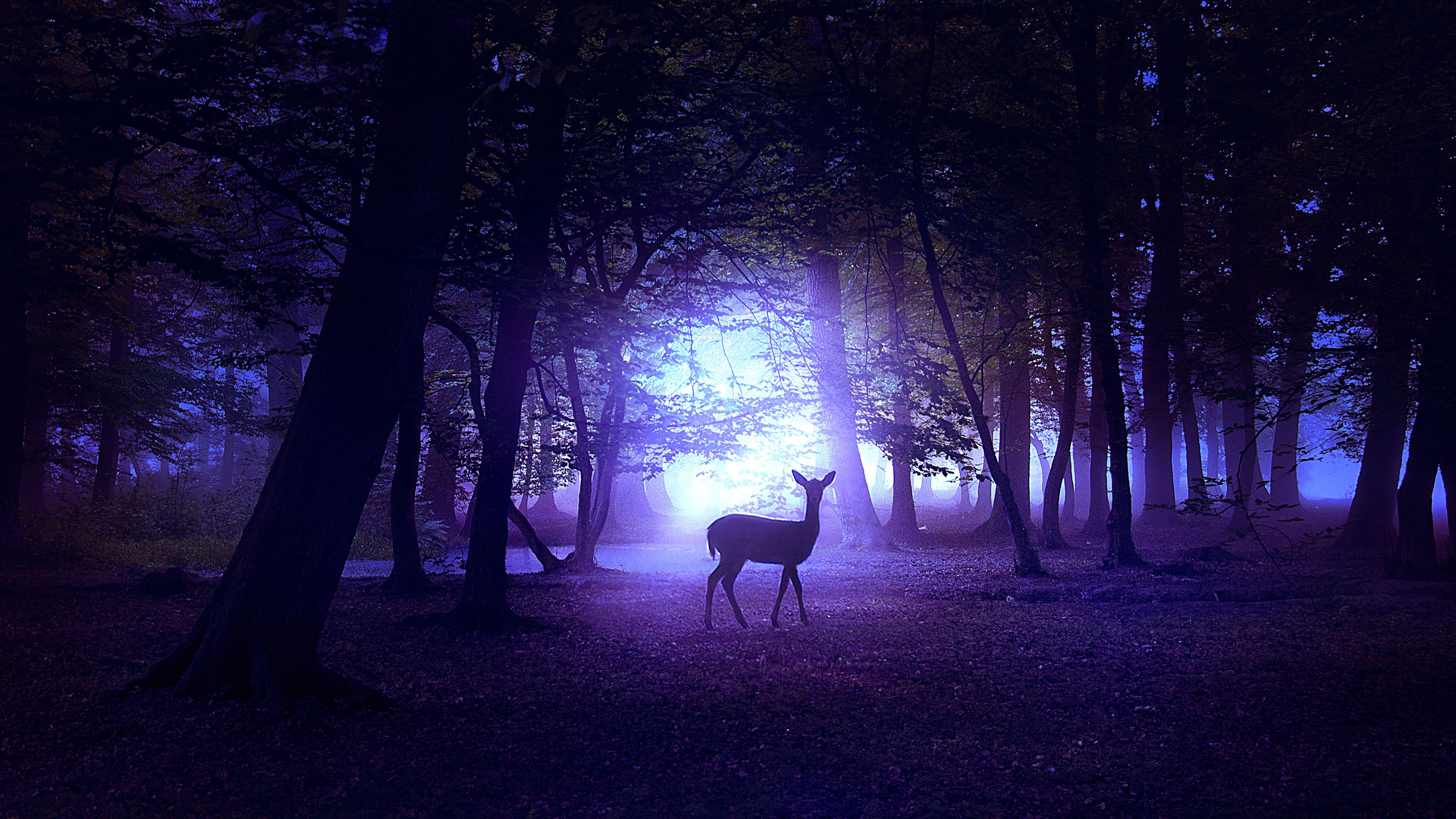 Deer in Night 4K Wallpaper