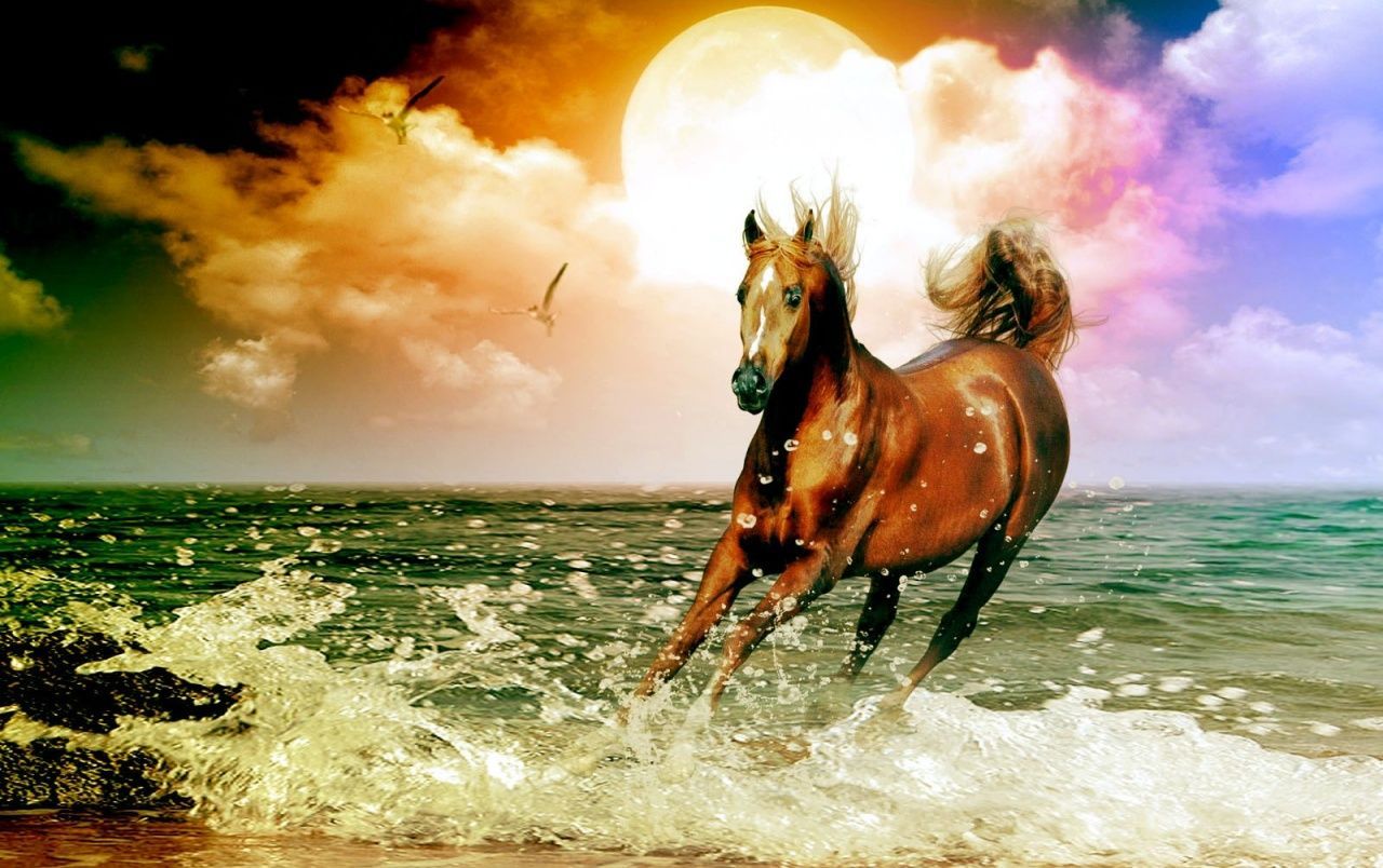 Horse On Beach Wallpaper Free Horse On Beach Background