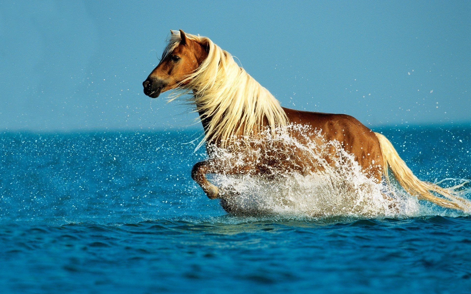 Beautiful Horse In The Ocean HD Wallpaper #ID55028. Horse wallpaper, Horses, Beautiful horses