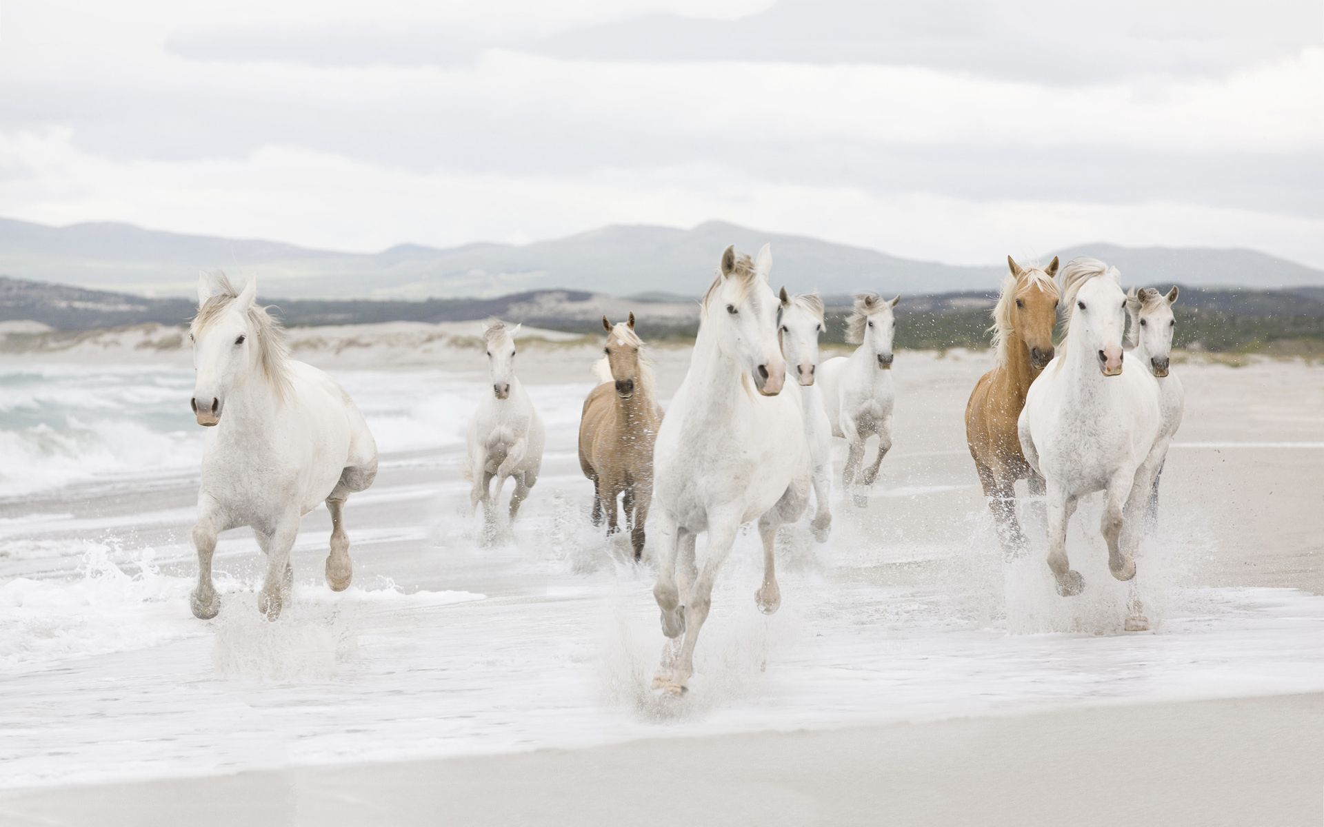 Horse On Beach Wallpaper Free Horse On Beach Background