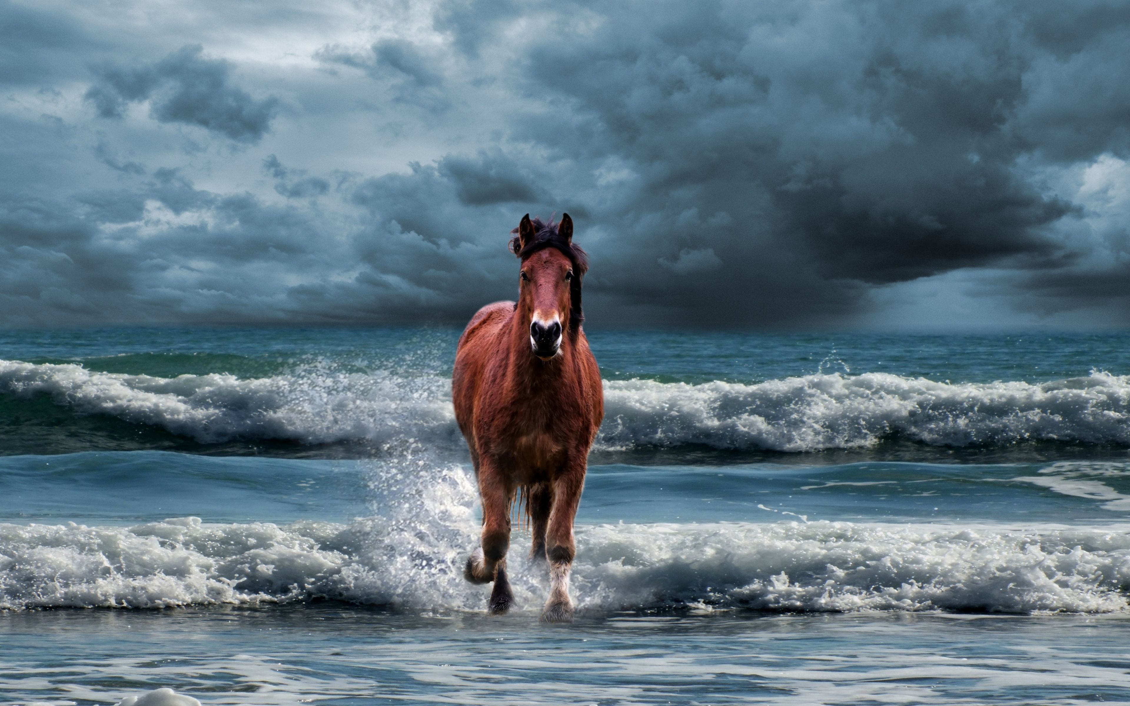 Horse On Beach Wallpaper Free Horse On Beach Background