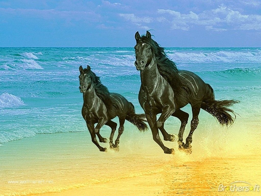 Horses on the Beach Wallpaper