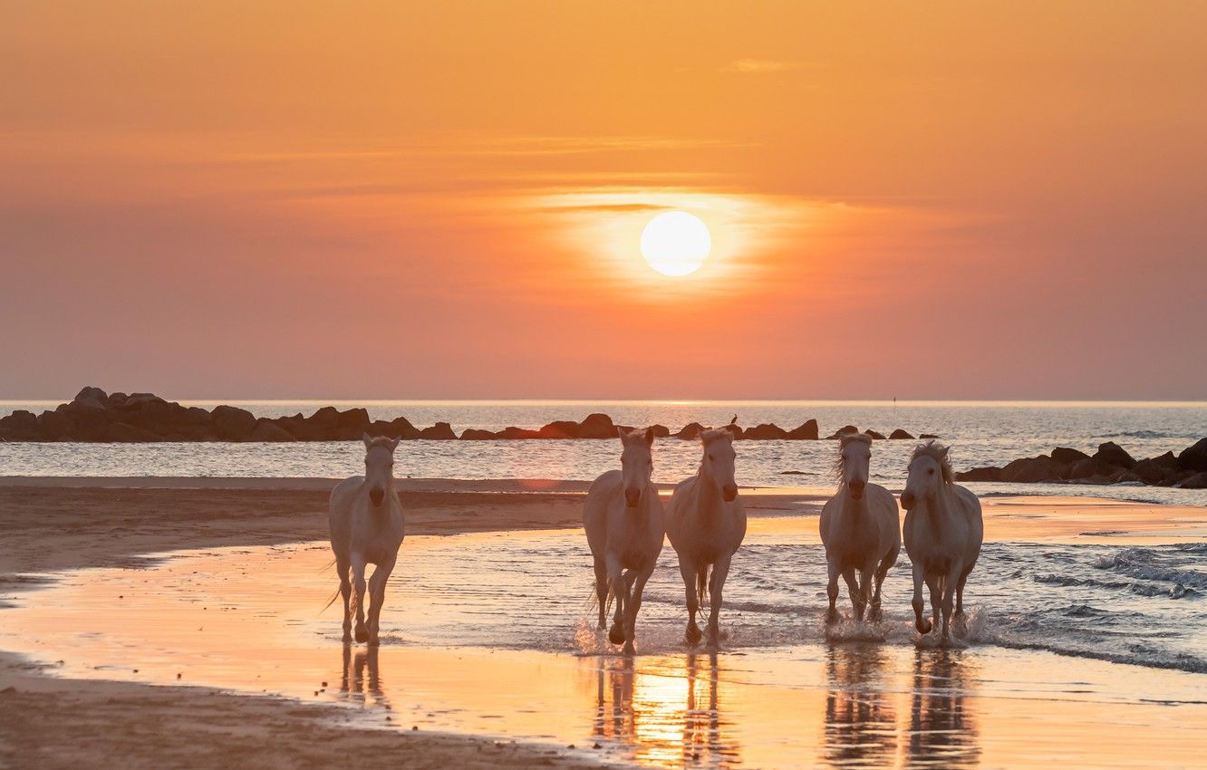 Wallpaper sea, sunset, dawn, horses, horse, white, the herd image for desktop, section животные