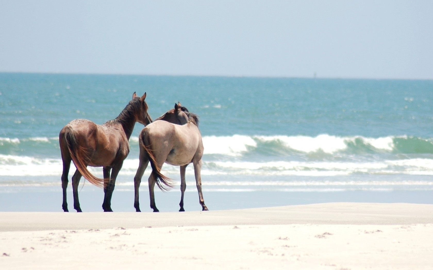 Wallpaper Two horses, beach, sea 1680x1050 HD Picture, Image