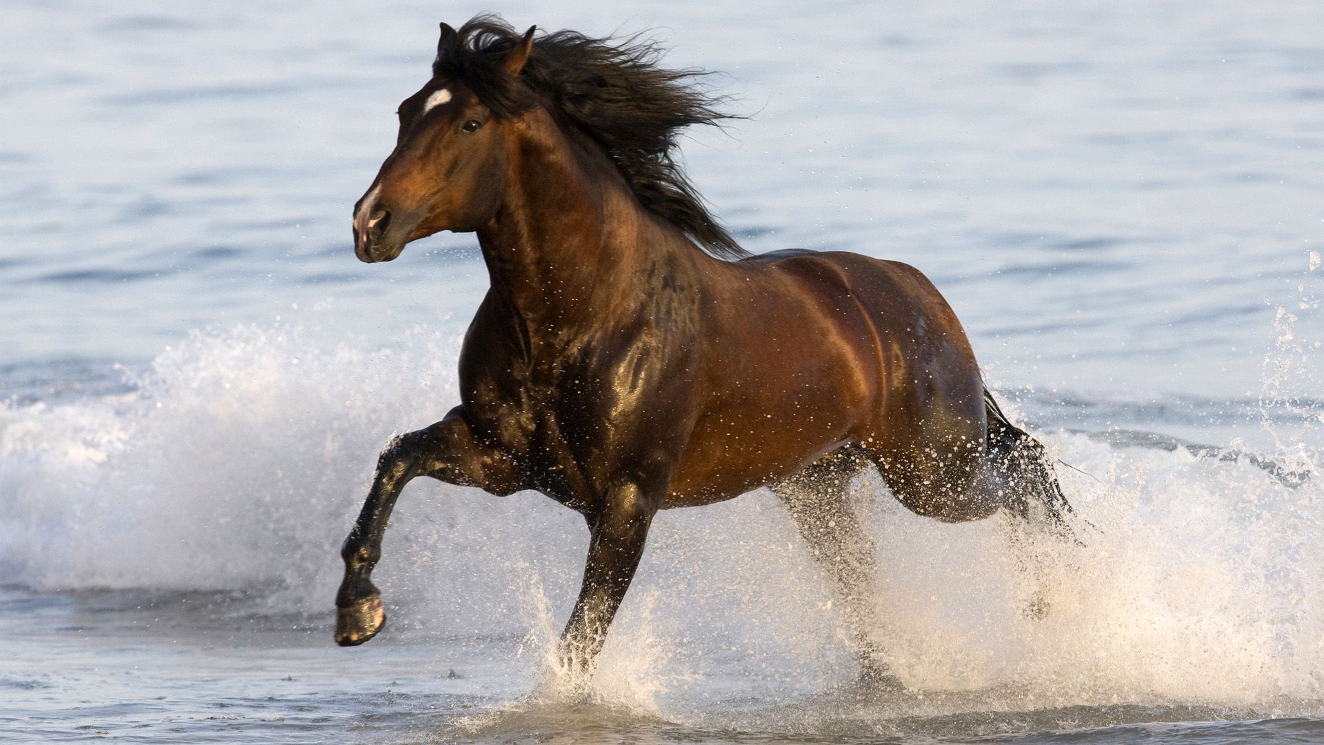 Amazing running horse in Water wallpaper (HD)