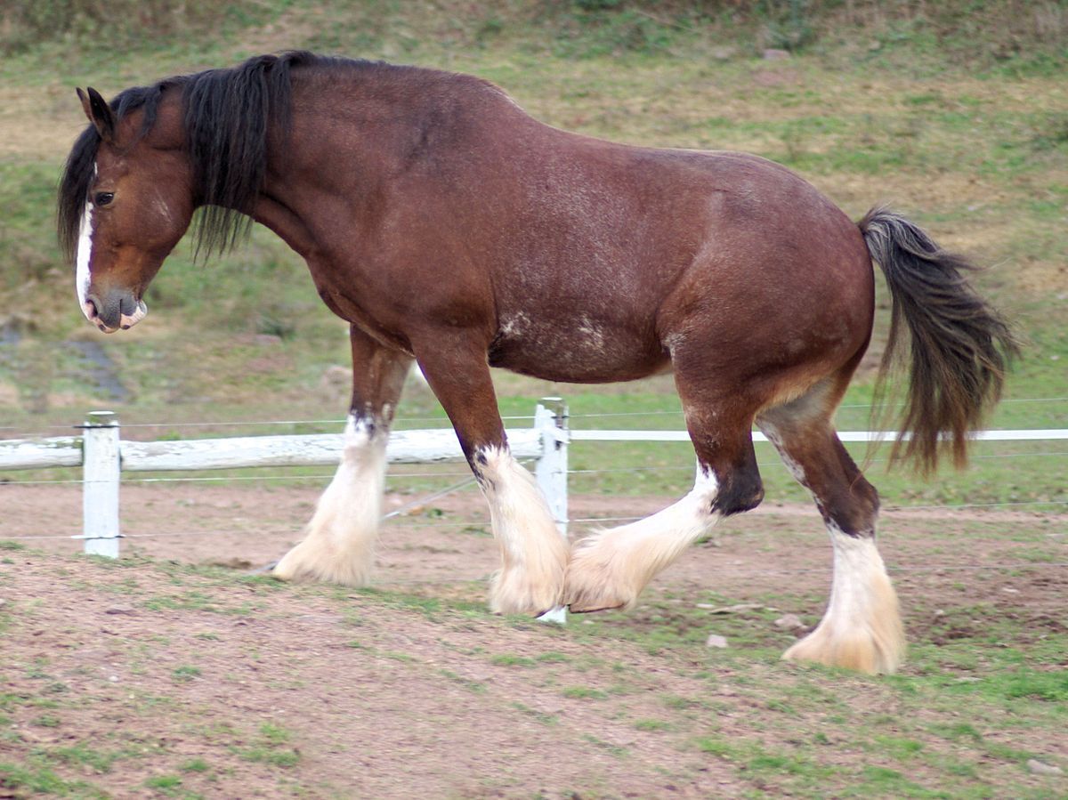 Clydesdale Horse Breed Information