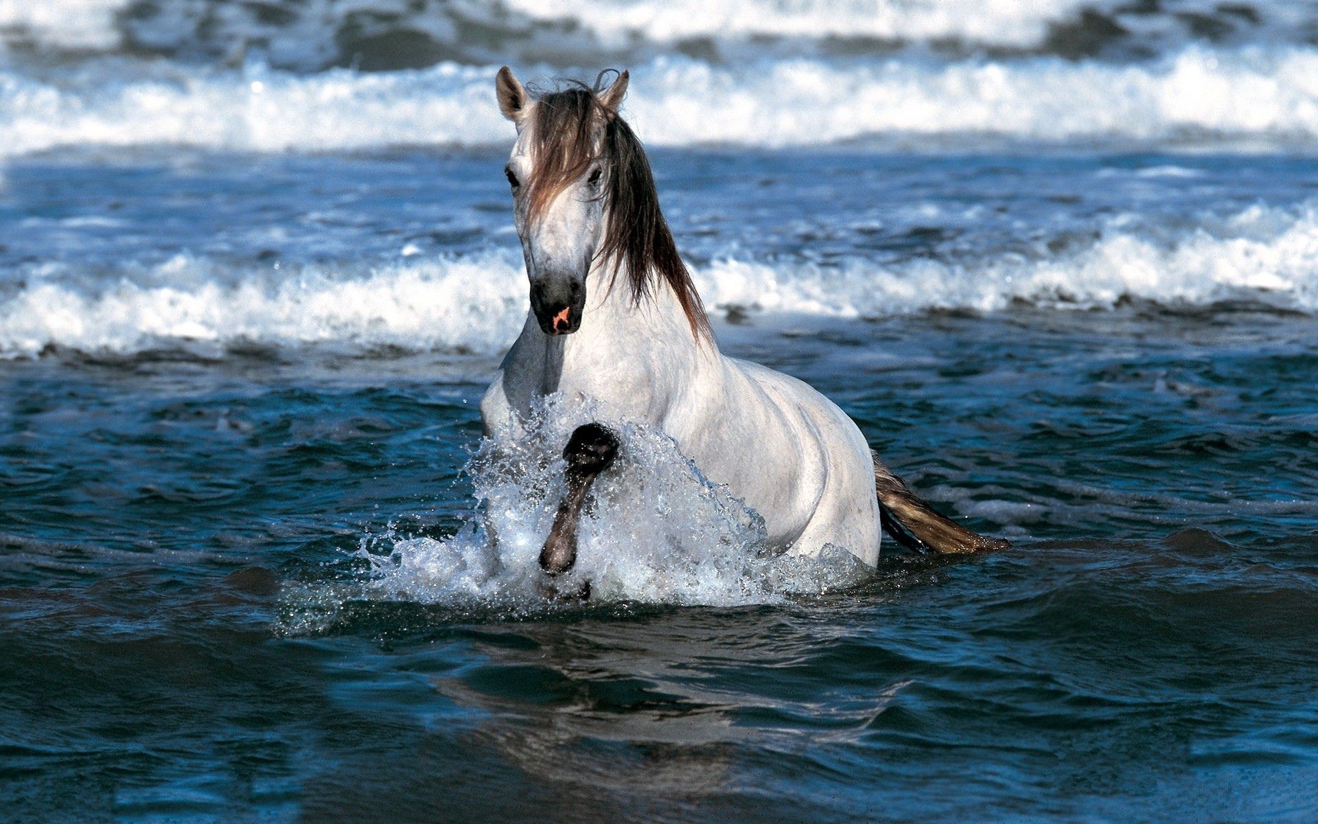 Horse Ocean Wallpaper