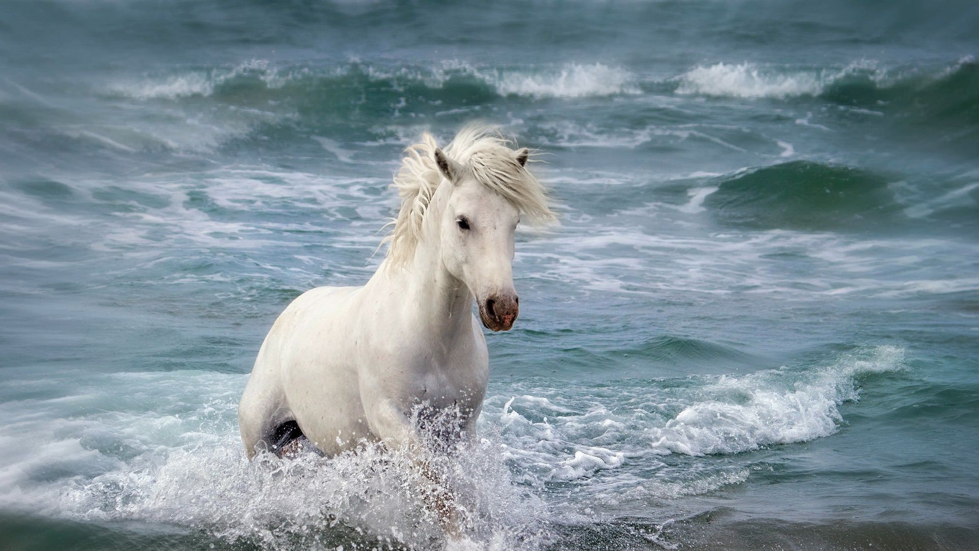 Wallpaper White Horse In The Sea, Waves In The Water