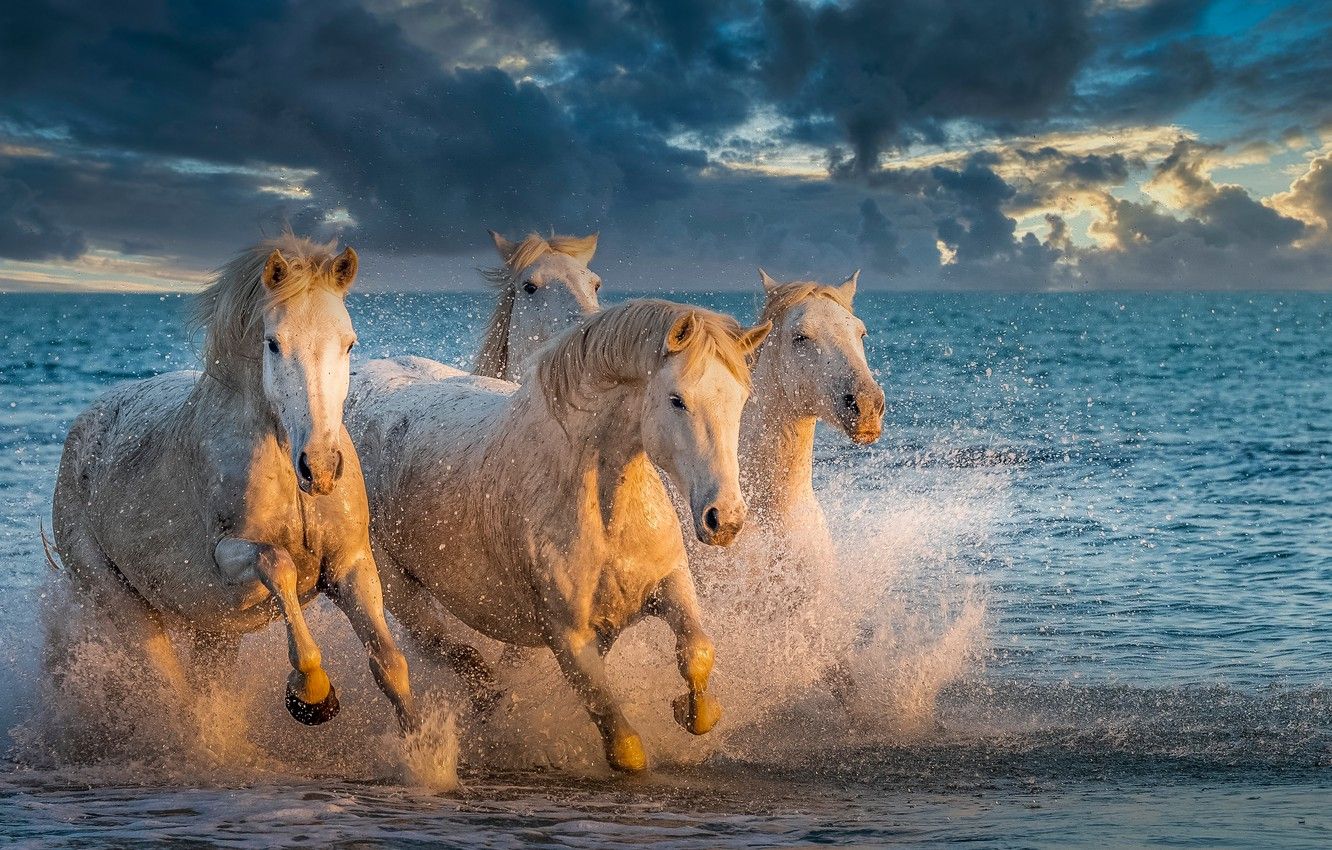 Wallpaper sea, squirt, horses, horse image for desktop, section животные