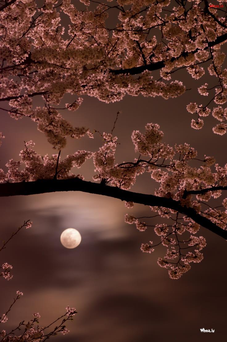 Spring Full Moon Wallpapers Wallpaper Cave
