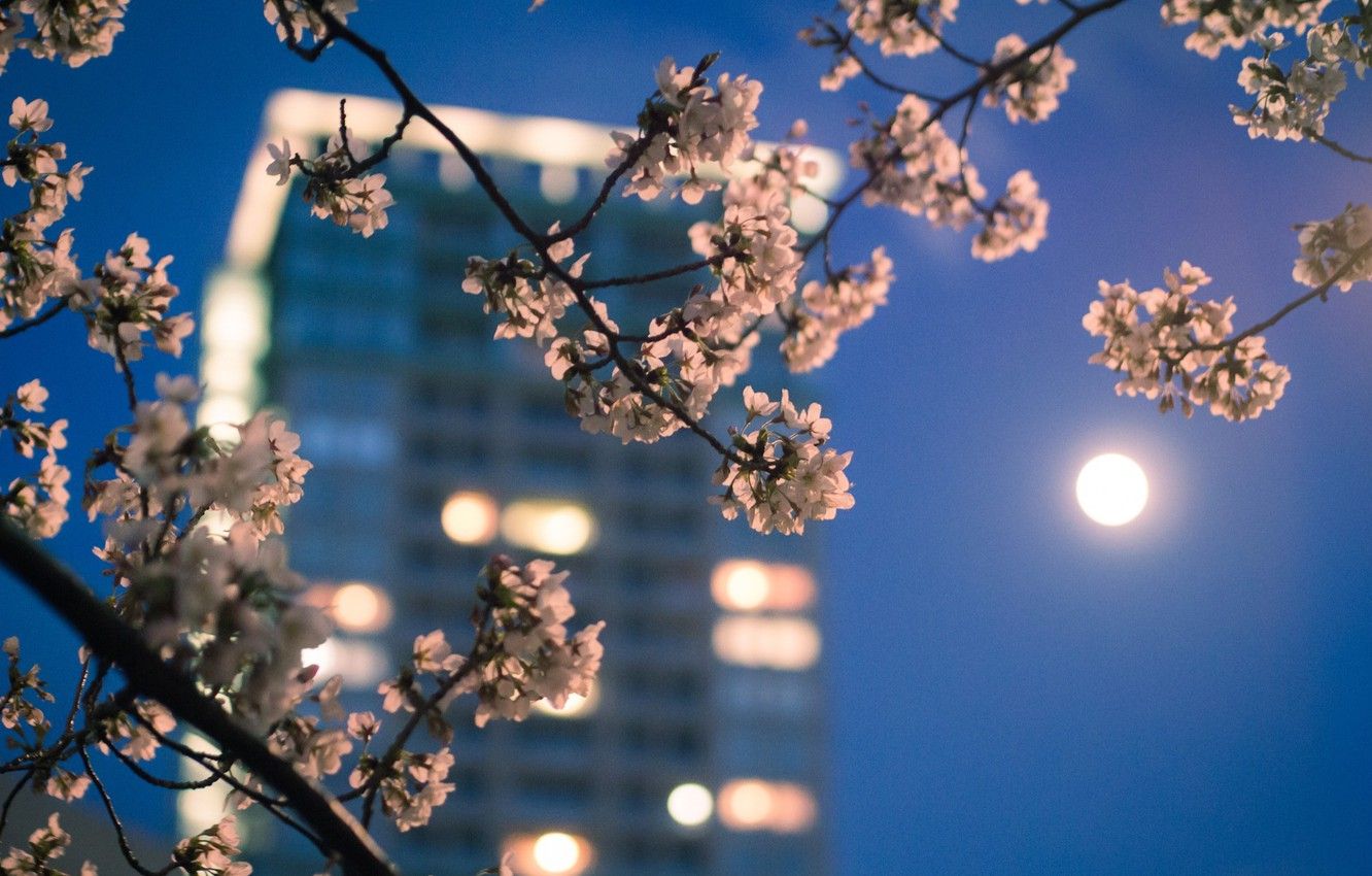 Wallpaper macro, the city, lights, the moon, color, branch, spring, the evening, Japan, Sakura, Tokyo image for desktop, section город