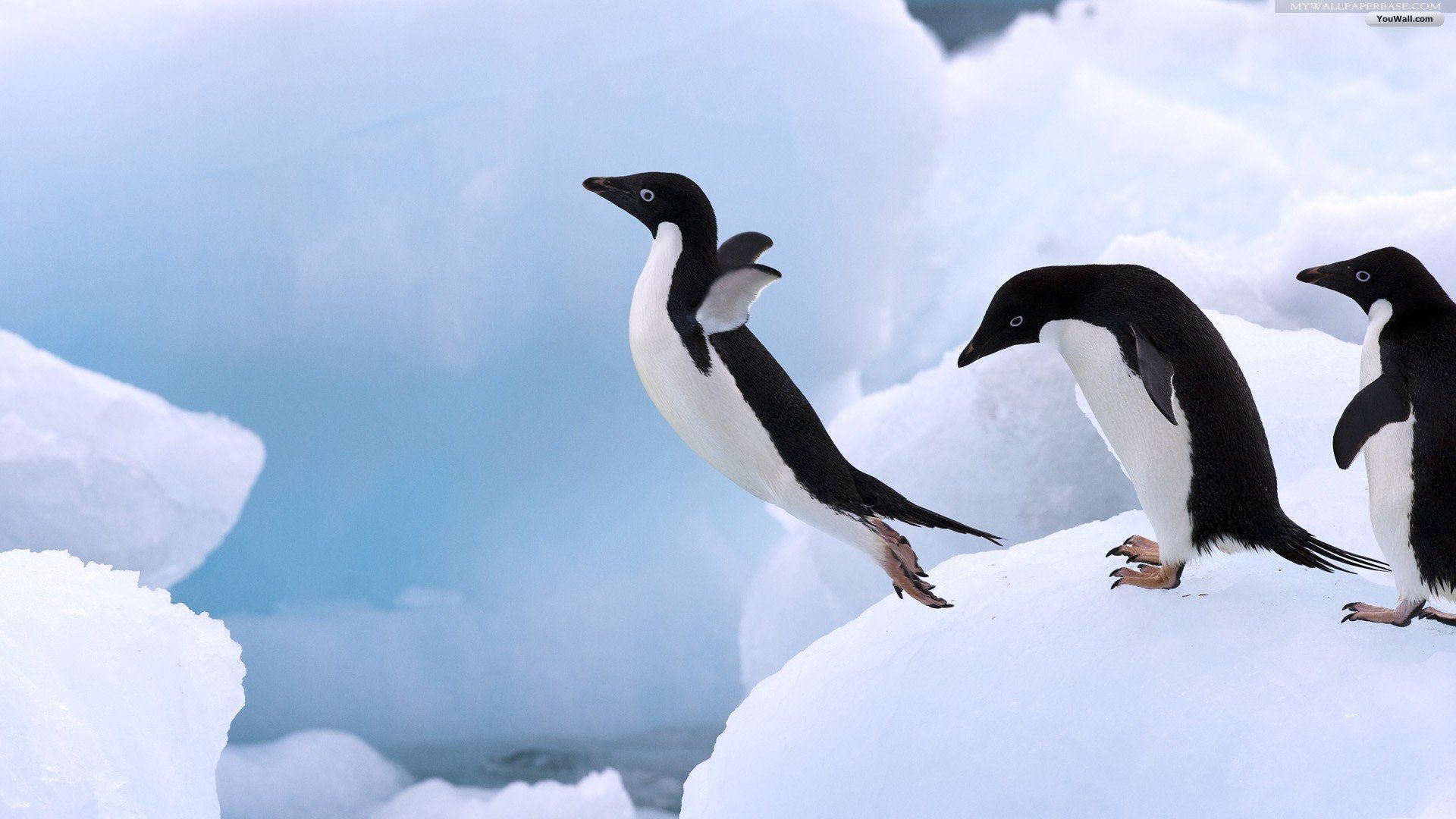 Penguins. Penguins, Penguin animals, Adelie penguin