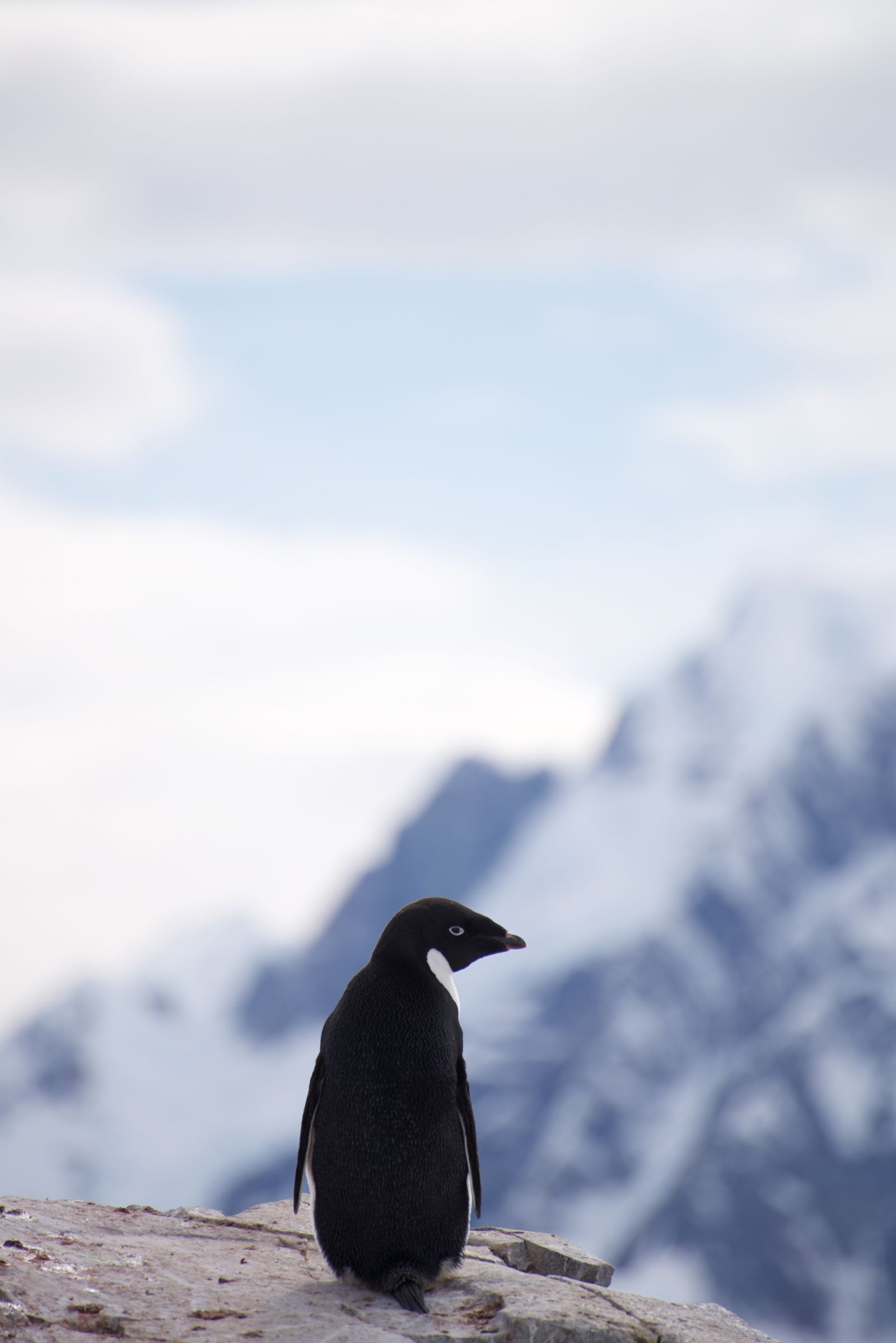 Adelie Penguin Wallpapers - Wallpaper Cave