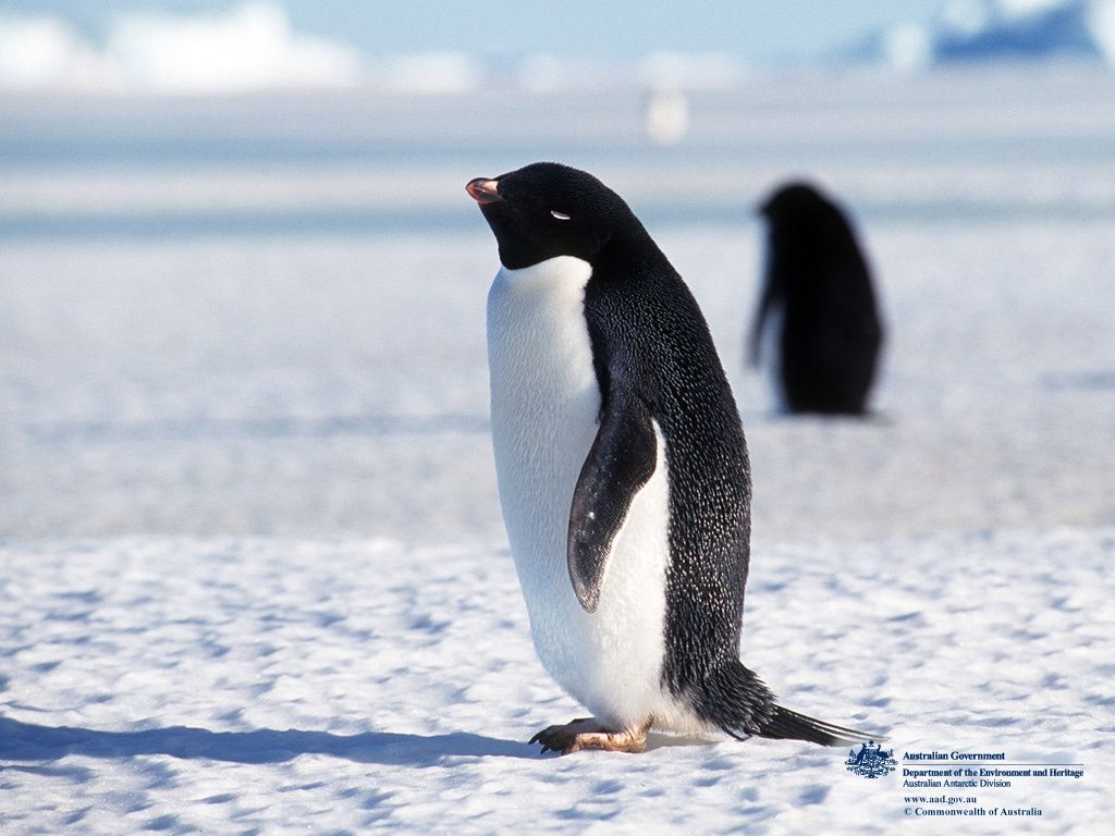 Adelie Penguin. Penguins, Adelie penguin, Penguin wallpaper