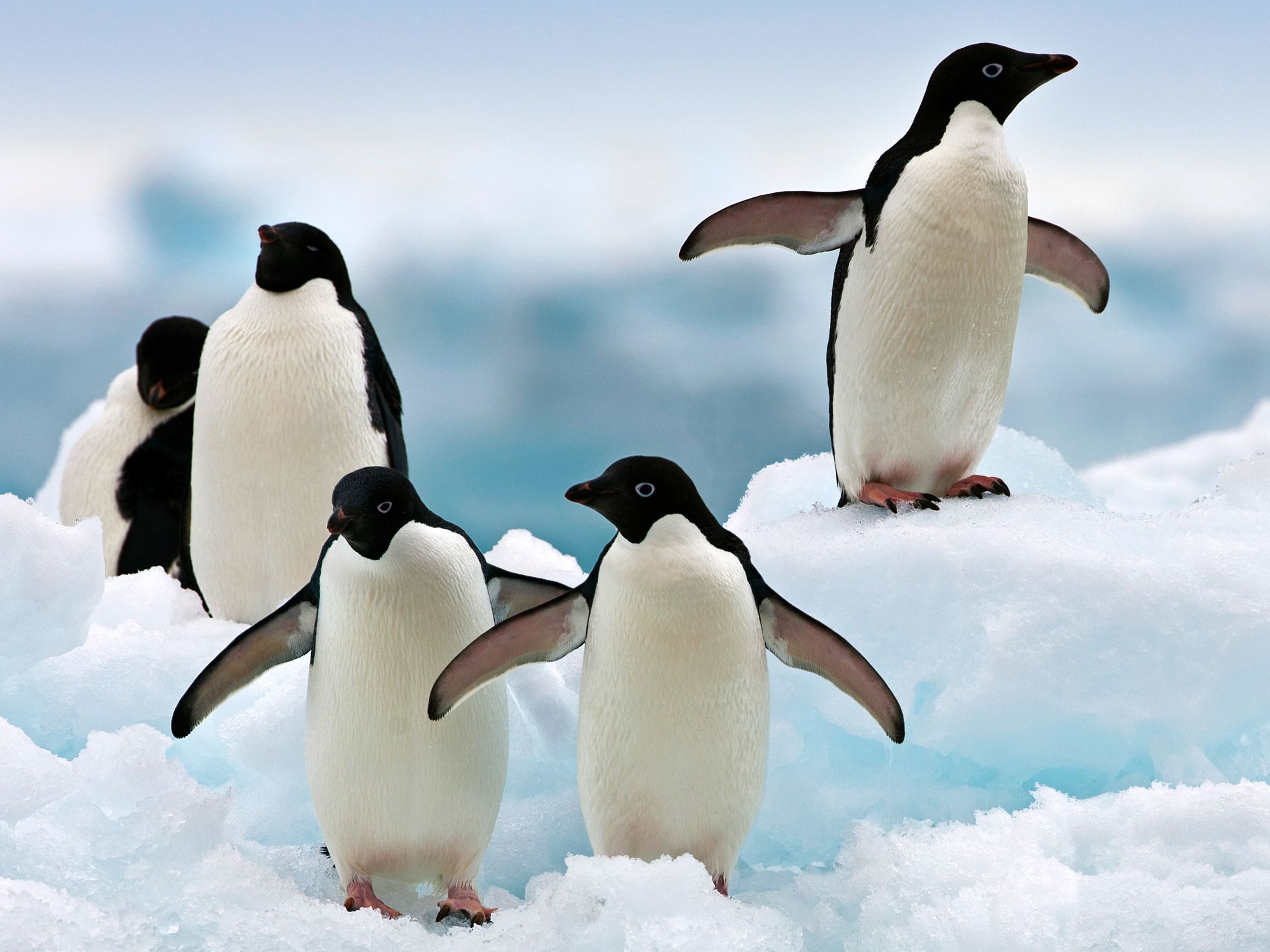 Adelie Penguin Picture