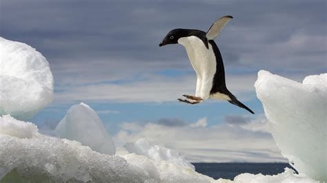 Adelie Penguin with Baby Wallpaper