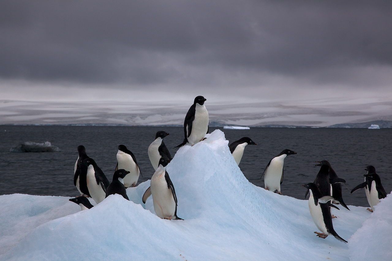 Adelie Penguin Wallpapers - Wallpaper Cave