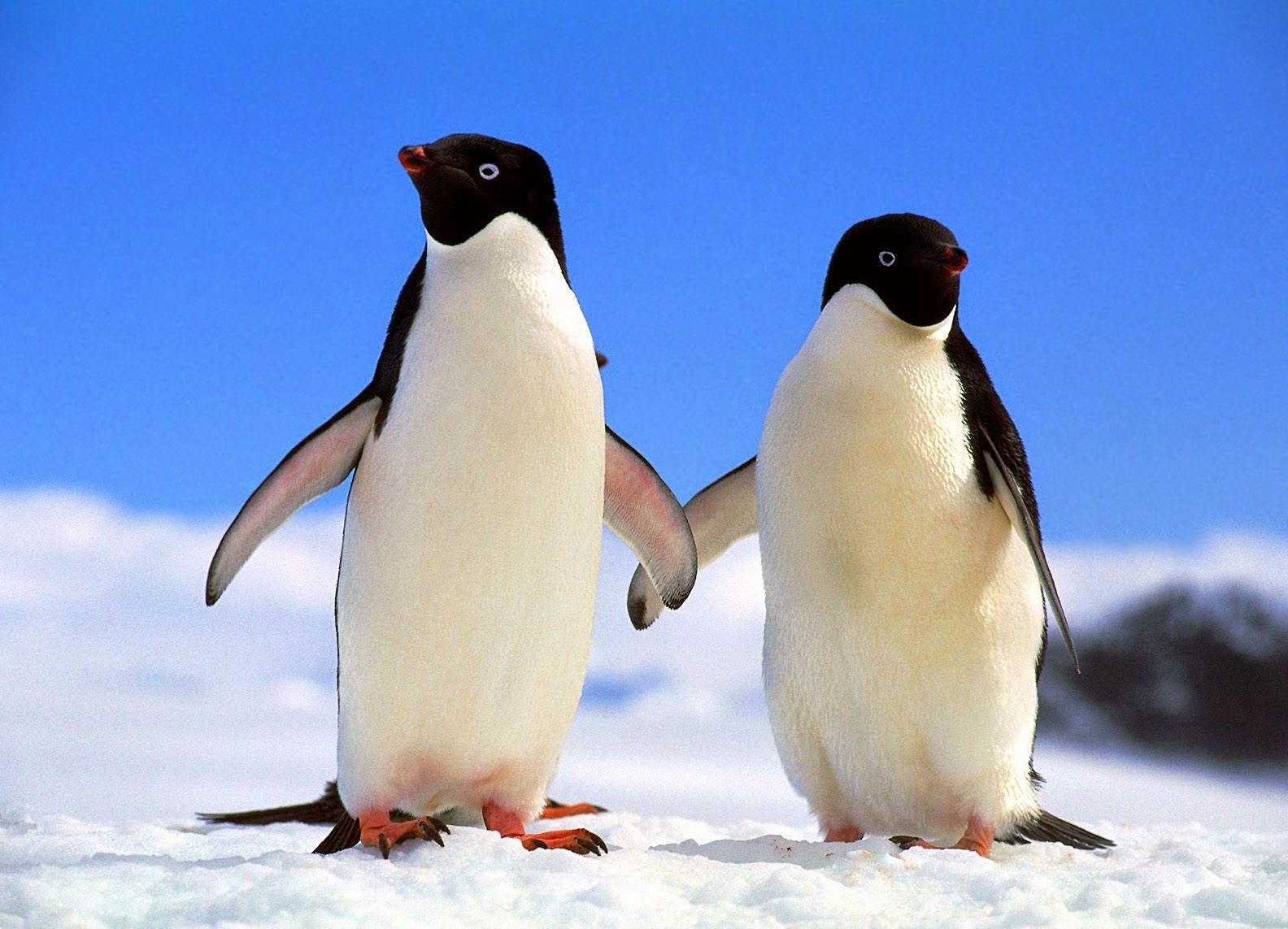 Top HD Animals Wallpaper: Adelie Penguin Fresh HD Wallpaper 2014 15