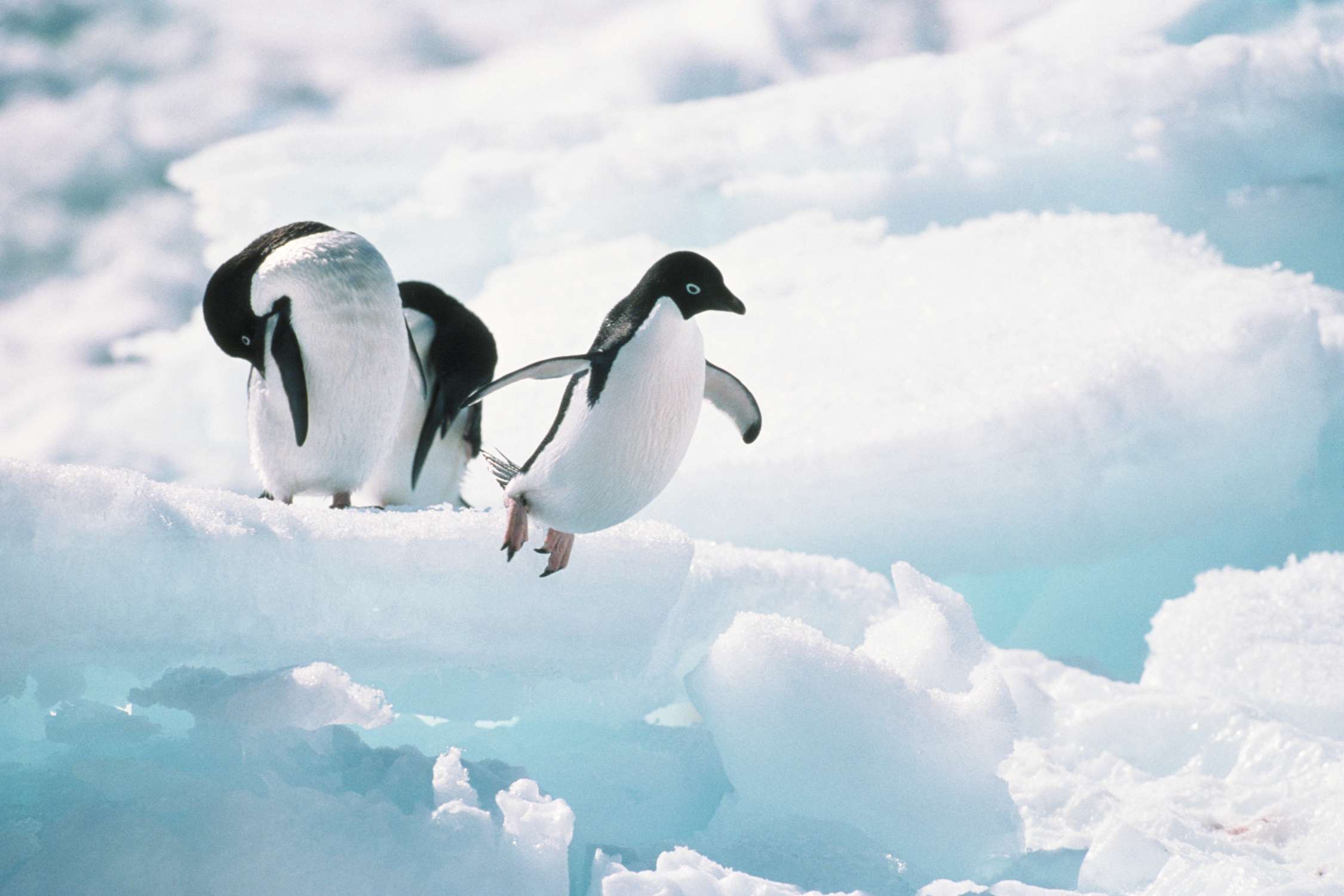 Adelie Penguin Wallpapers - Wallpaper Cave