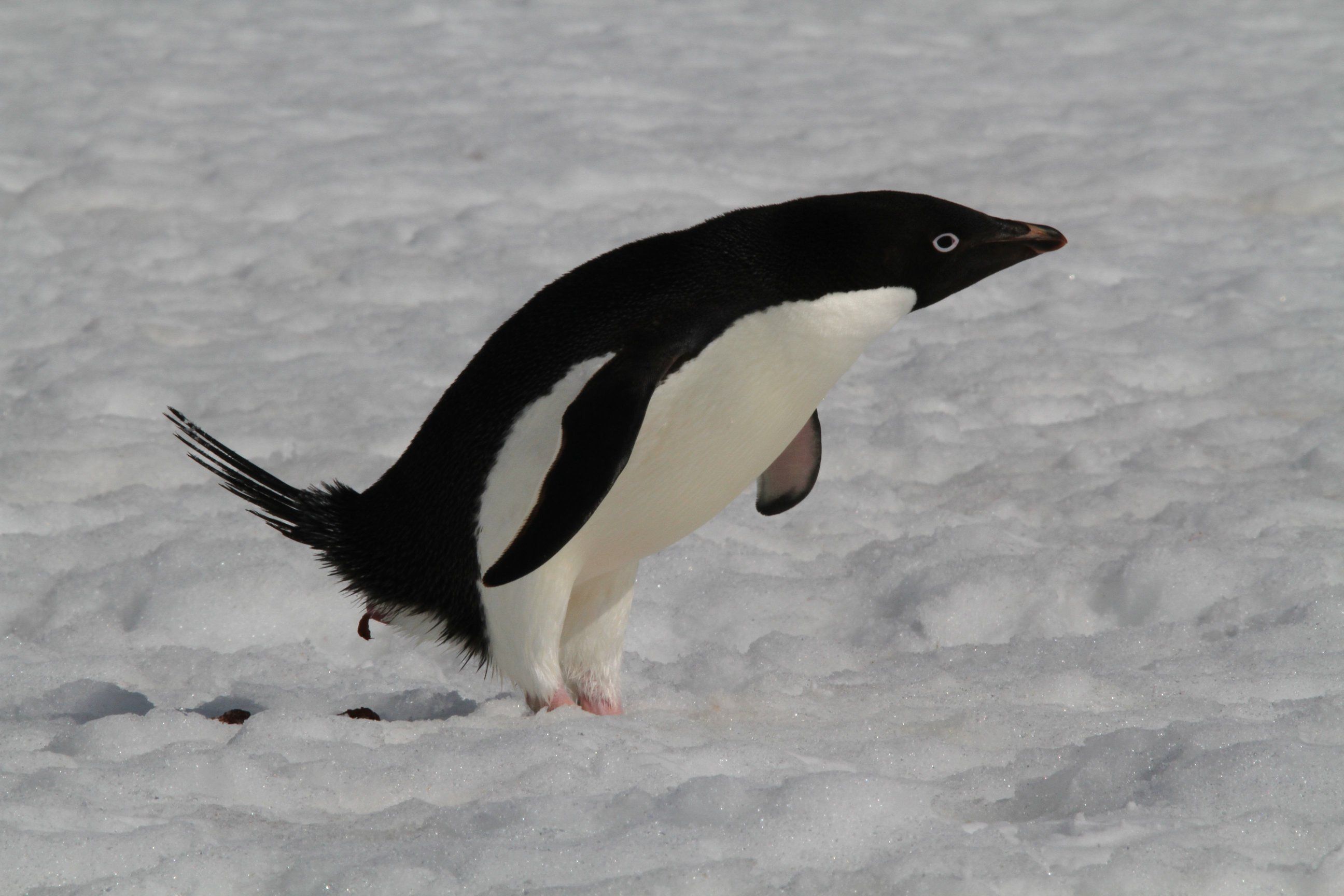 Cute Adelie Penguin Wallpaper