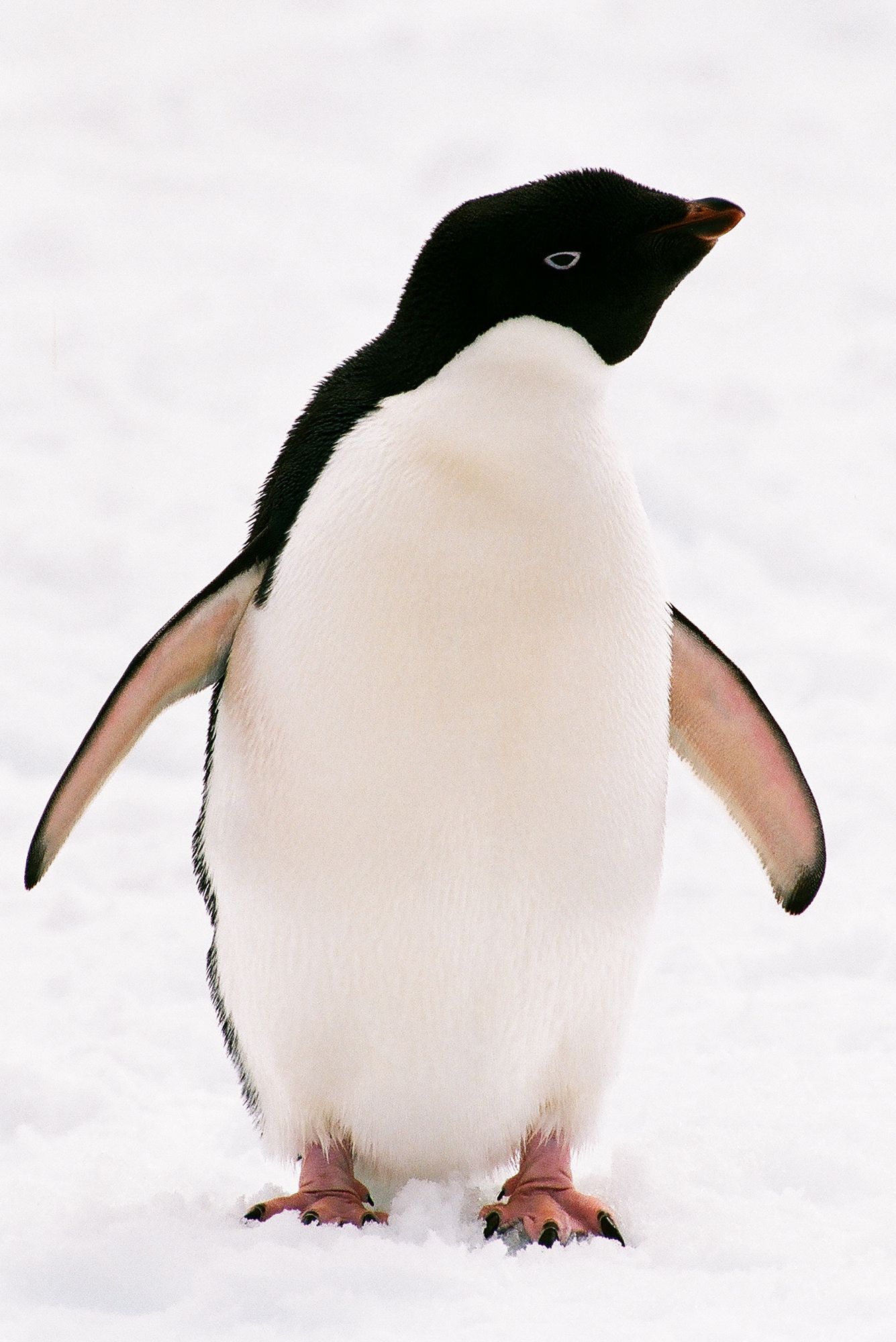 Adelie Penguin photo and wallpaper. Collection of the Adelie Penguin picture
