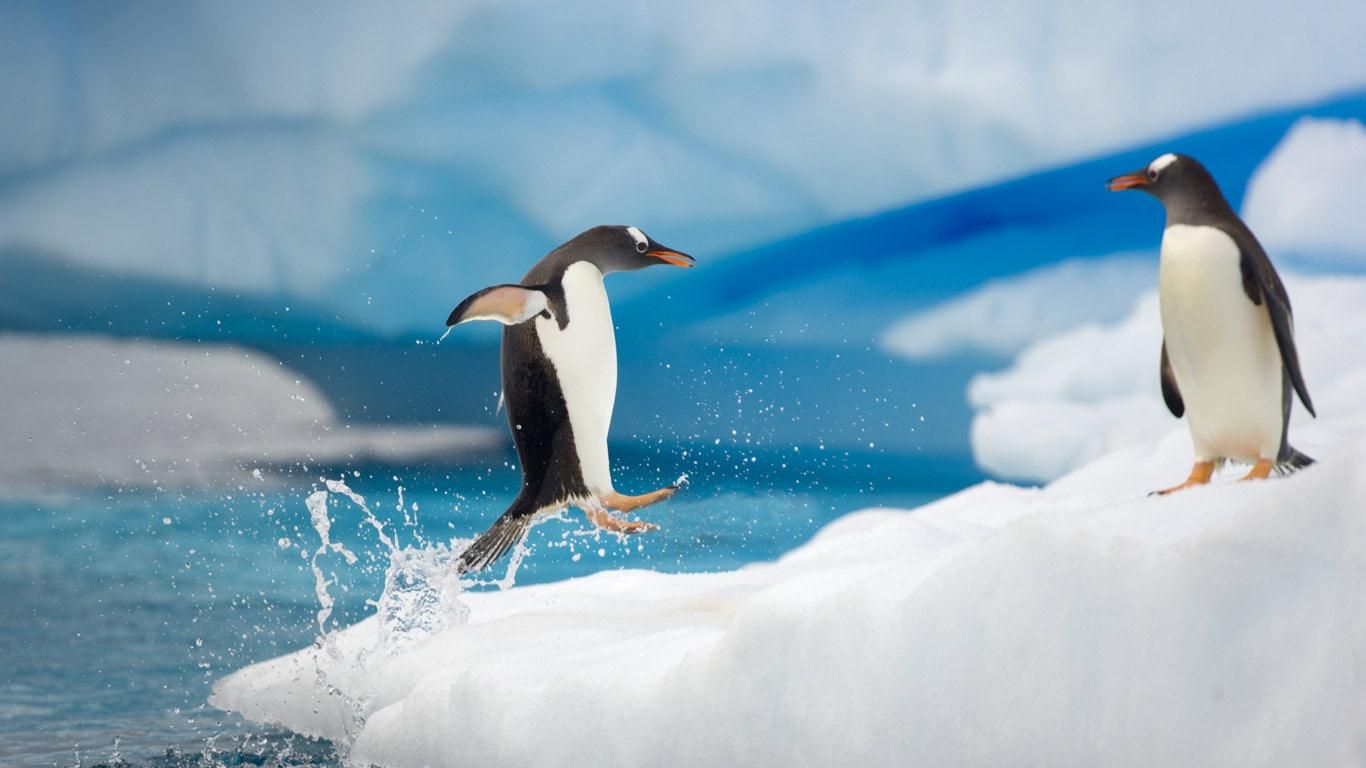 Penguins ideas. penguins, penguin wallpaper, penguin picture