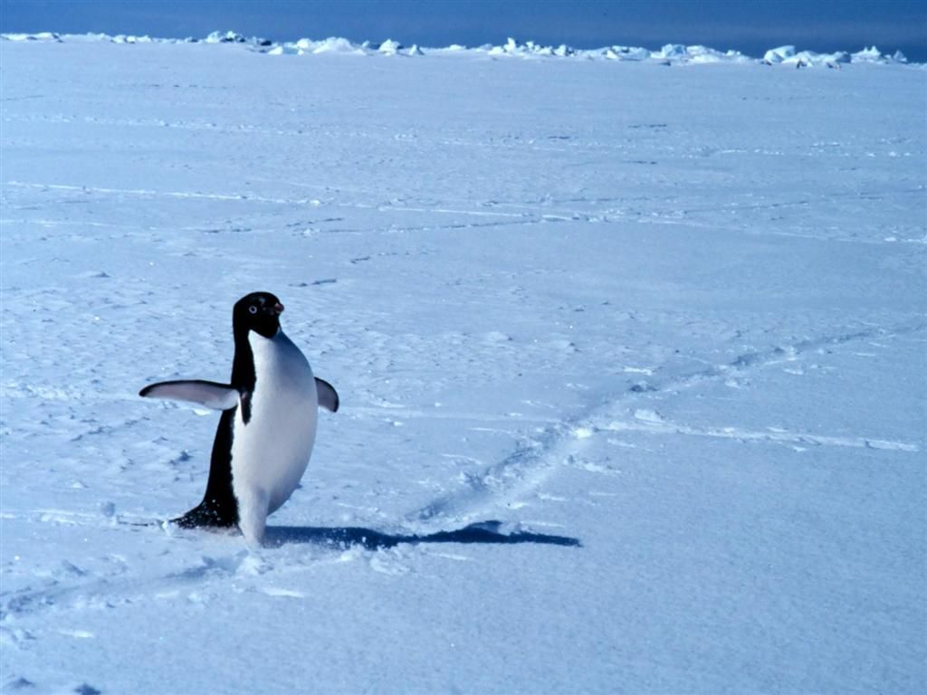 Adelie penguin Penguin Penguin Adelie