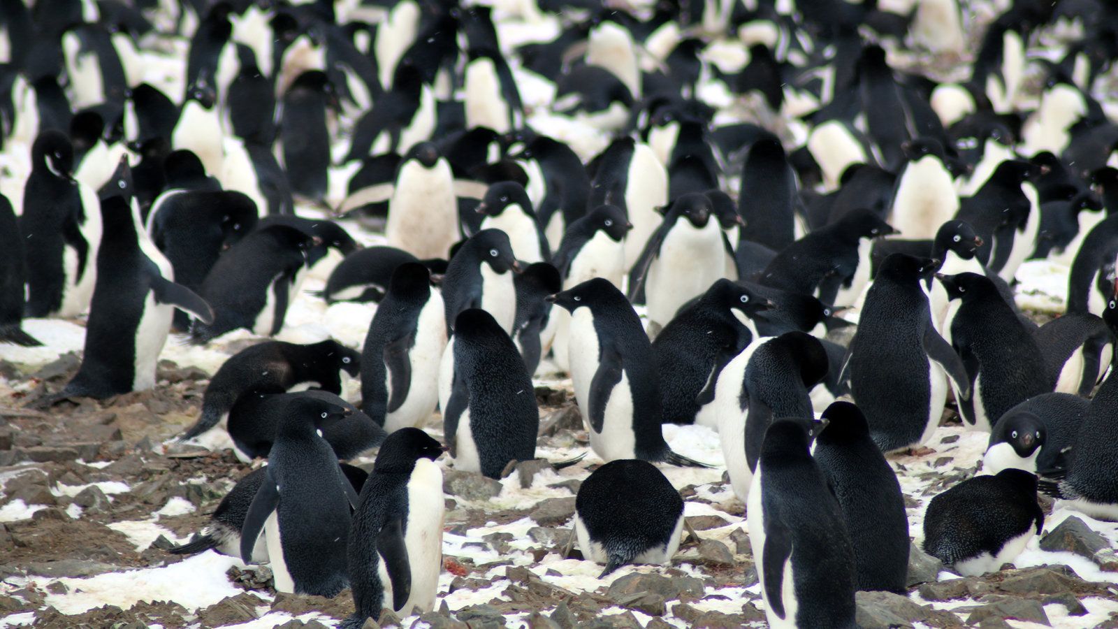 A Supercolony of Penguins Has Been Found Near Antarctica
