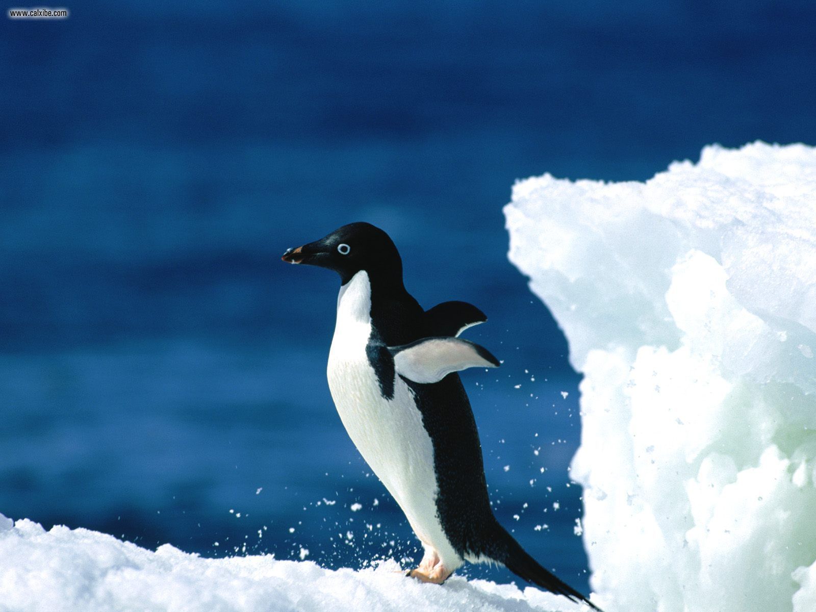 Animals: Adelie Penguin, picture nr. 23917