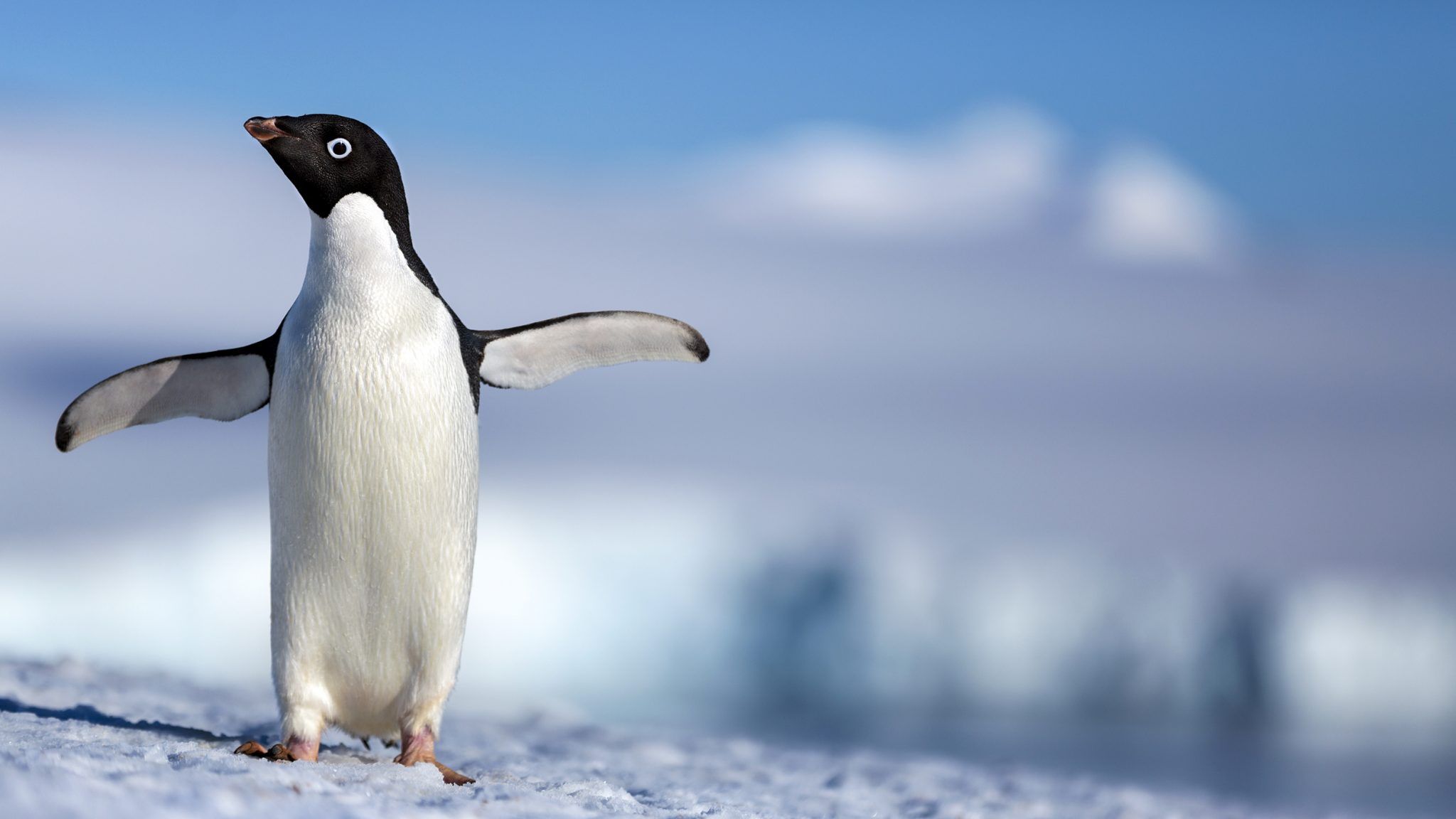 Disneynature trailer for Penguins